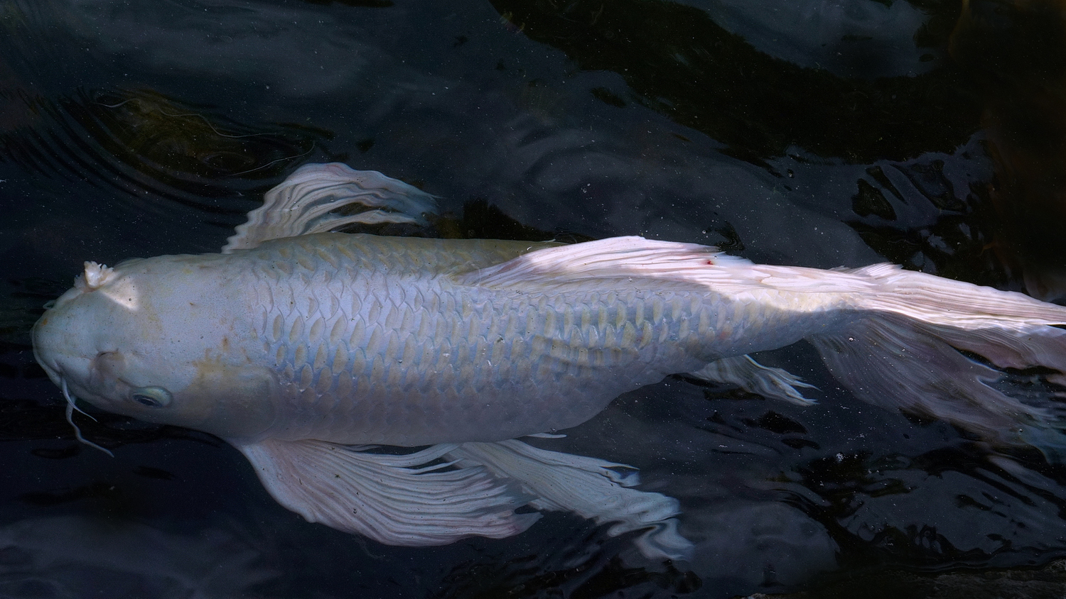 陳永鑑_錦鯉遊緃_20200702j.jpg