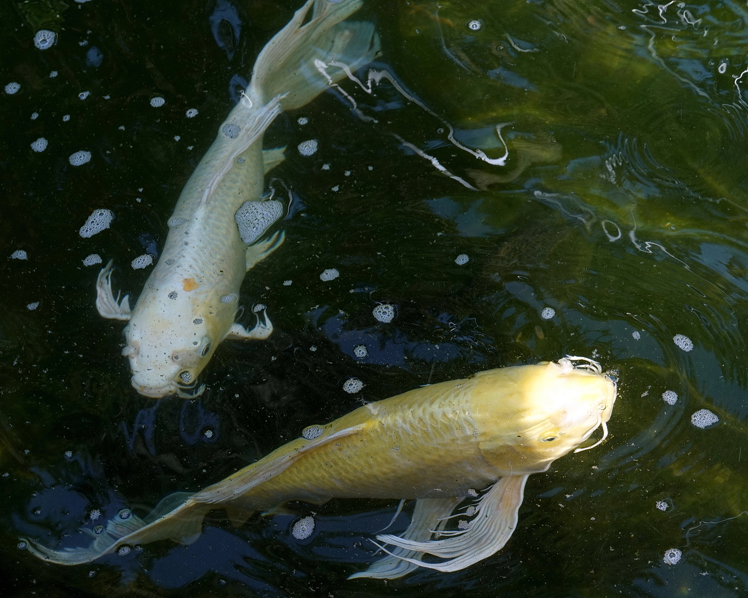 陳永鑑_錦鯉遊緃_20200702i.jpg