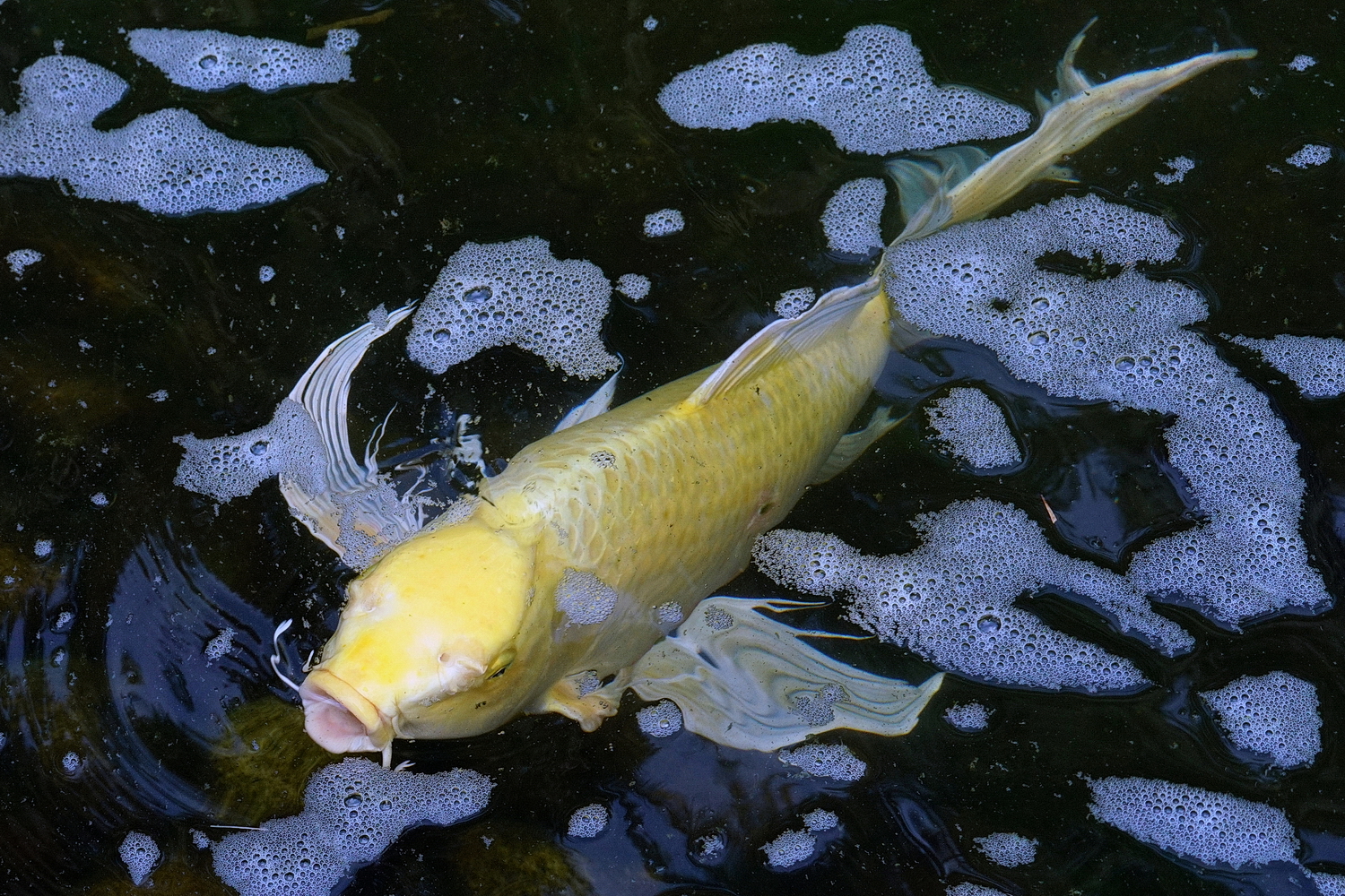 陳永鑑_錦鯉遊緃_20200704a.jpg