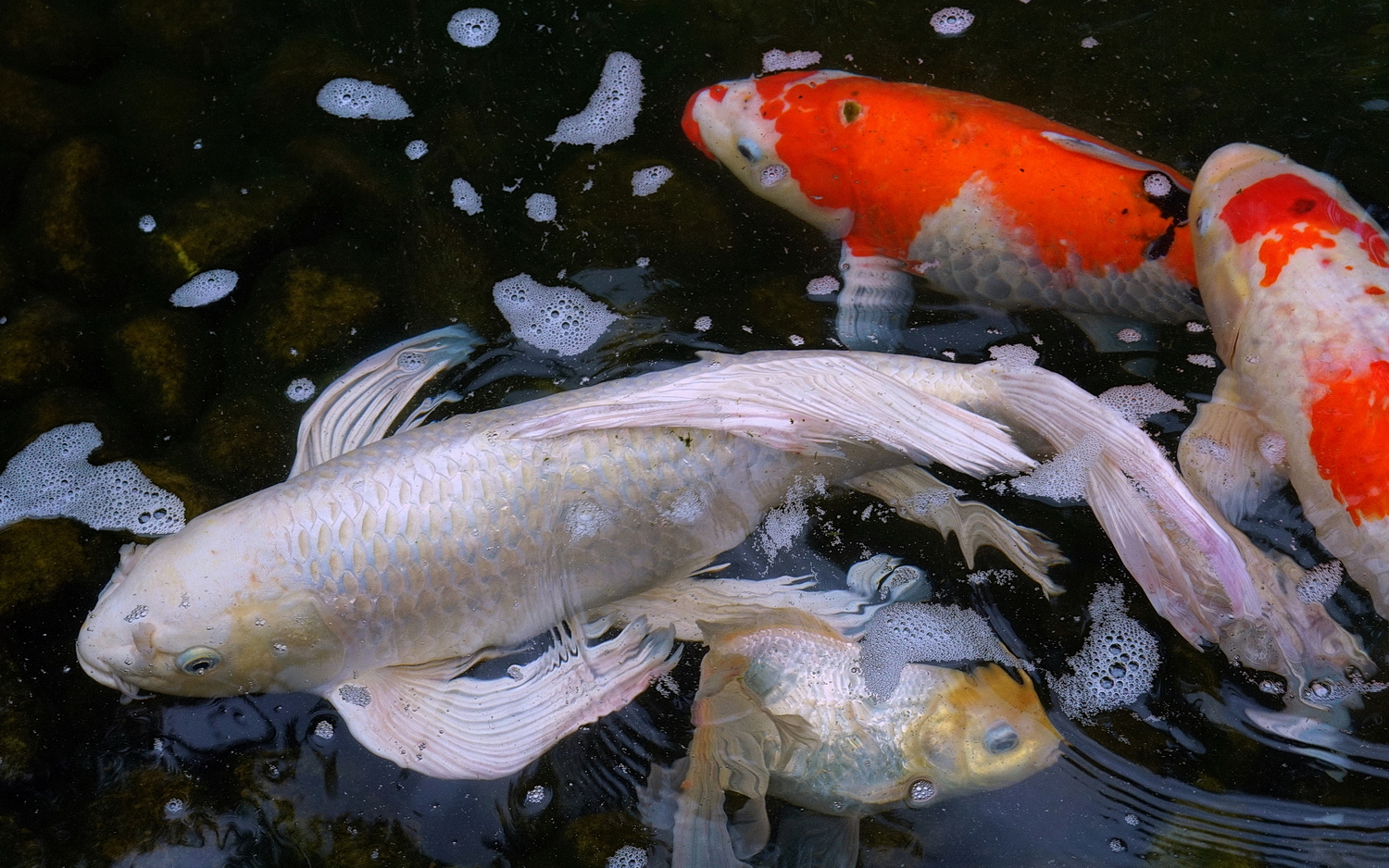 陳永鑑_錦鯉遊緃_20200704j.jpg
