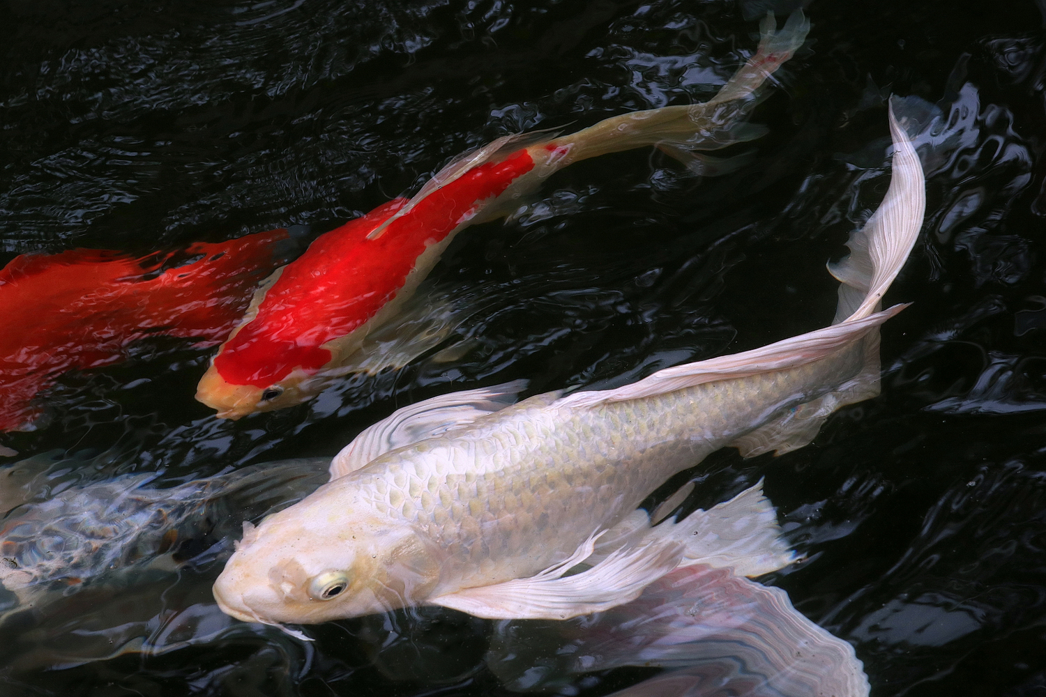 陳永鑑_錦鯉遊緃_20200705h.jpg