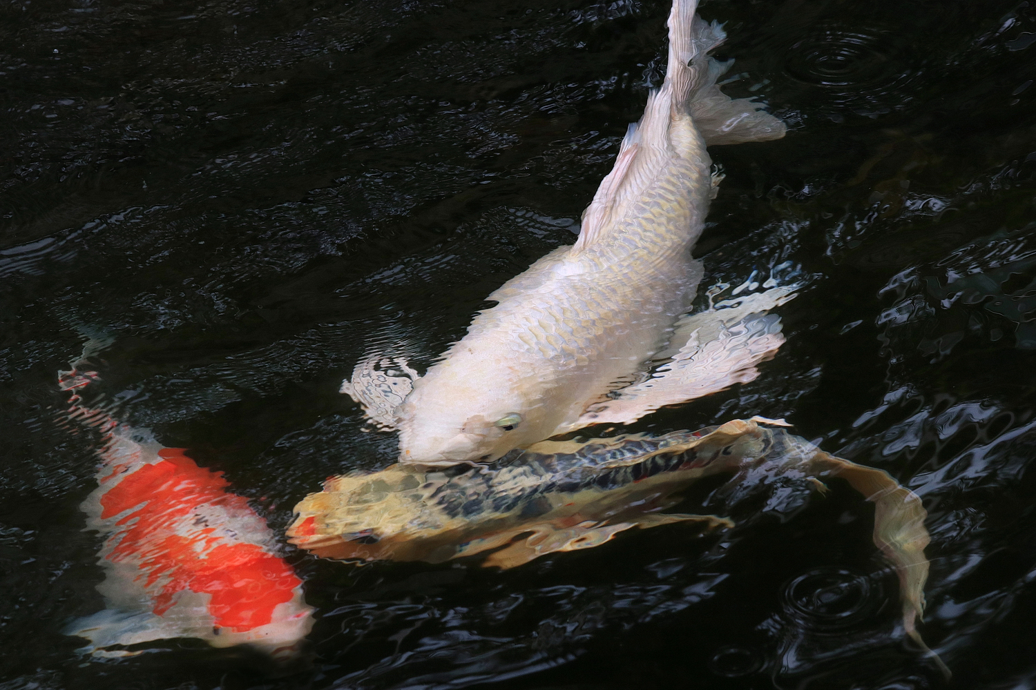 陳永鑑_錦鯉遊緃_20200705g.jpg