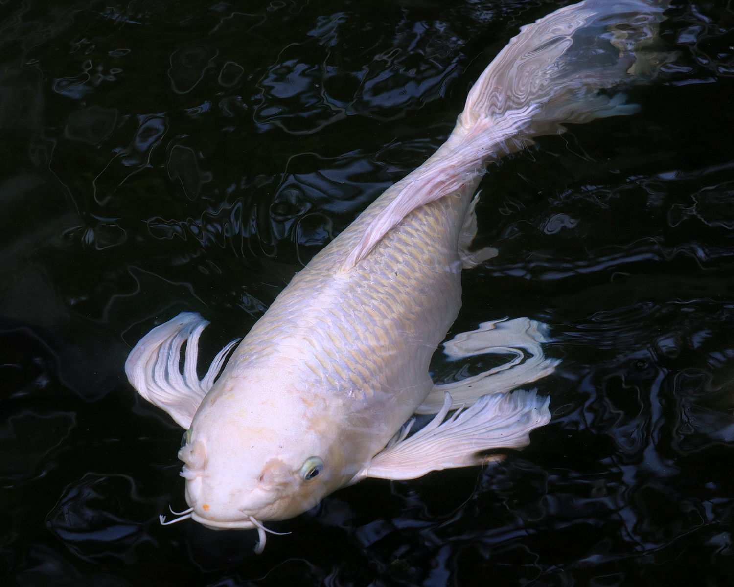 陳永鑑_錦鯉遊緃_20200705d.jpg