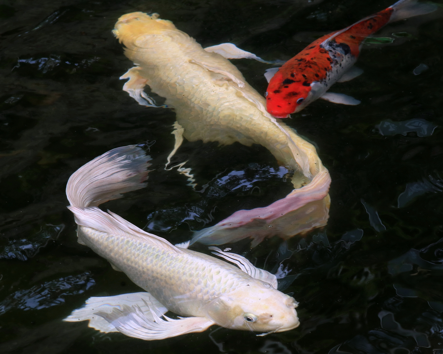 陳永鑑_錦鯉遊緃_20200705c.jpg