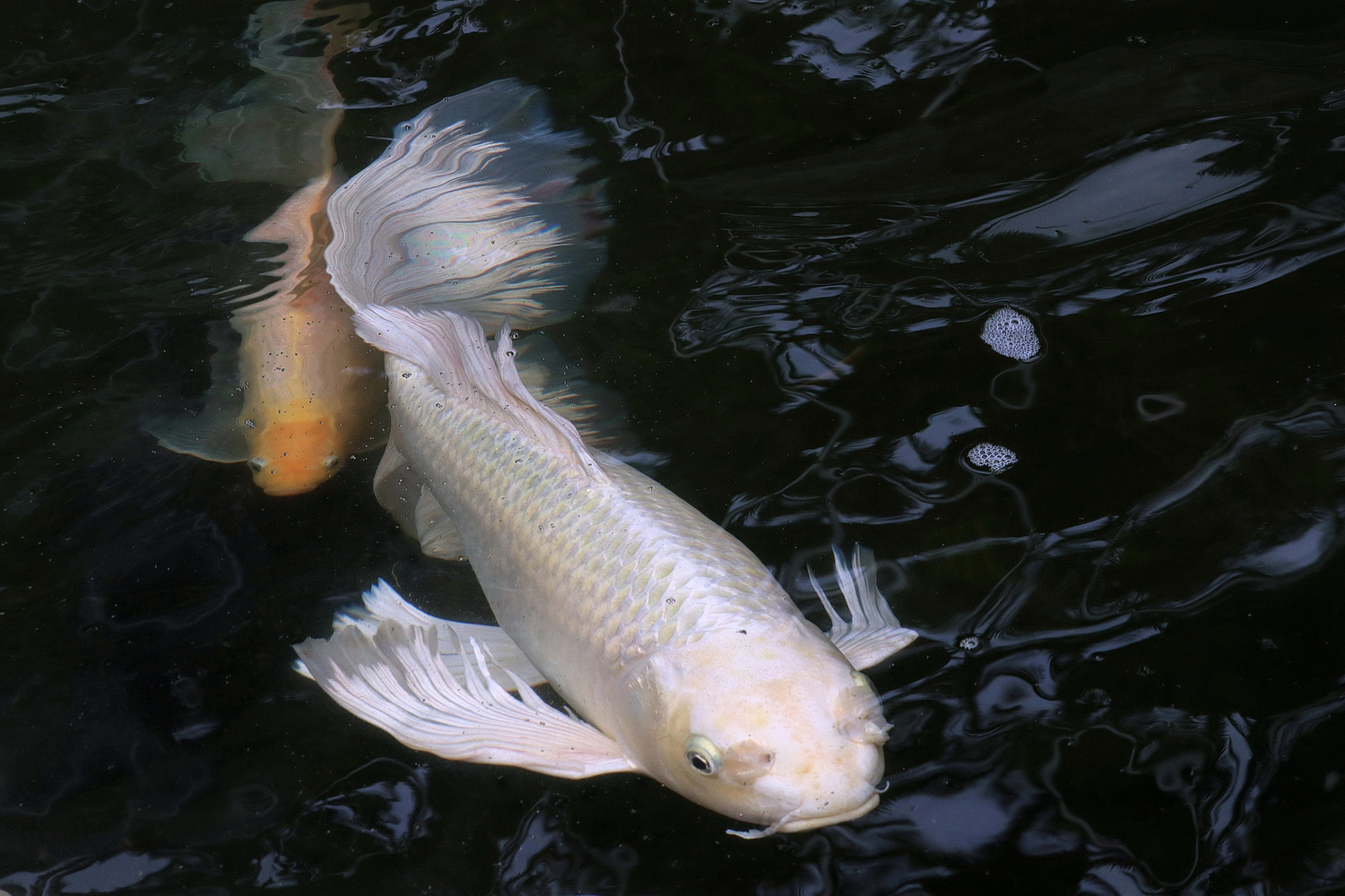 陳永鑑_錦鯉遊緃_20200705j.jpg