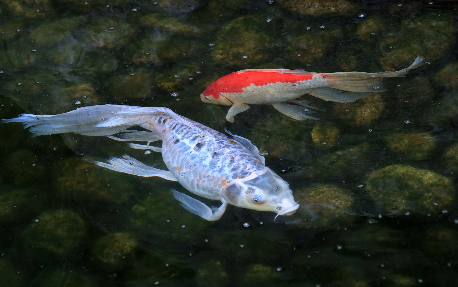陳永鑑_錦鯉遊緃_20200706d.jpg