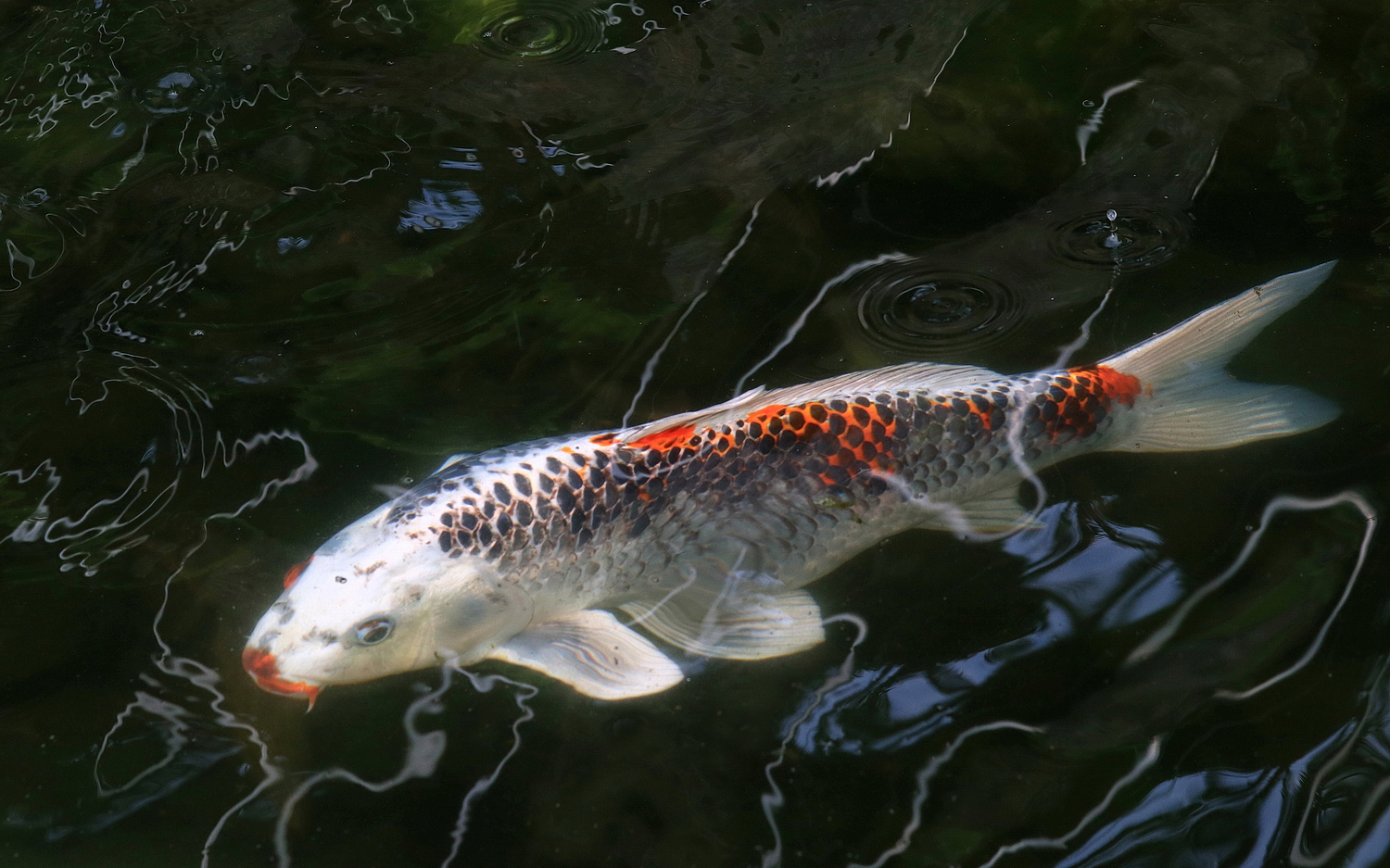 陳永鑑_錦鯉遊緃_20200707b.jpg