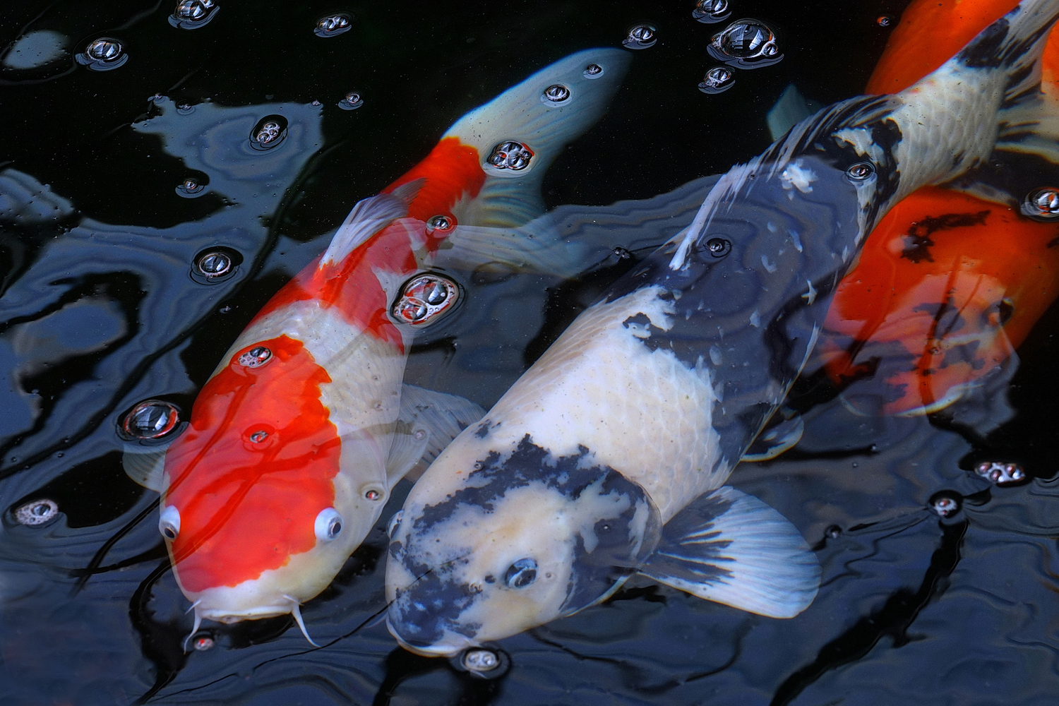 陳永鑑_錦鯉遊緃_20200712e.jpg