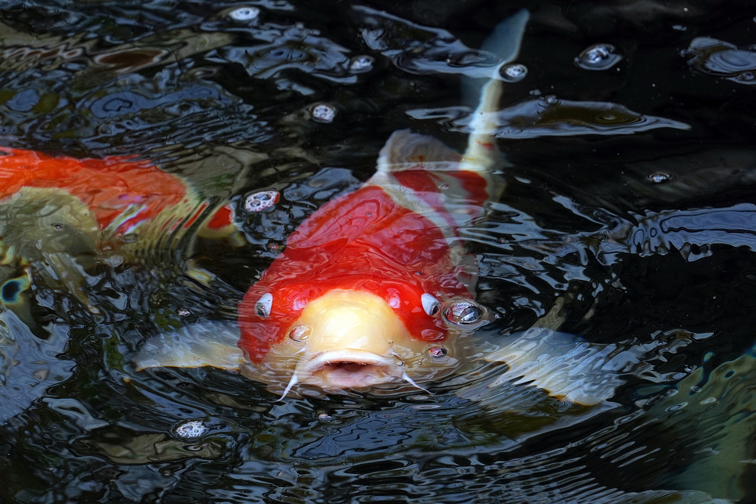 陳永鑑_錦鯉遊緃_20200712b.jpg