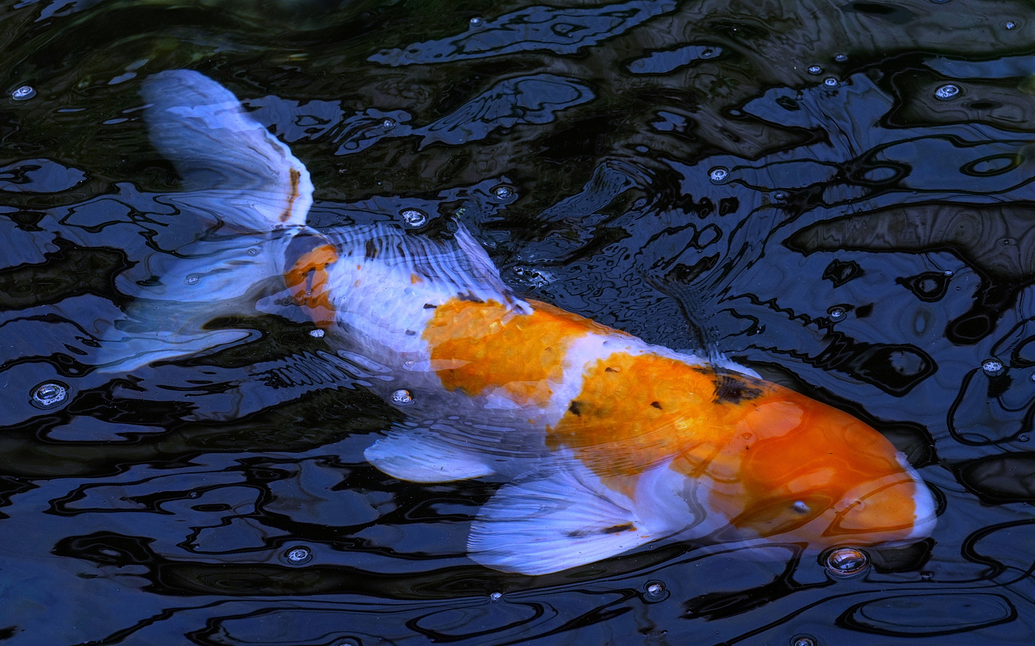 陳永鑑_錦鯉遊緃_20200712n.jpg