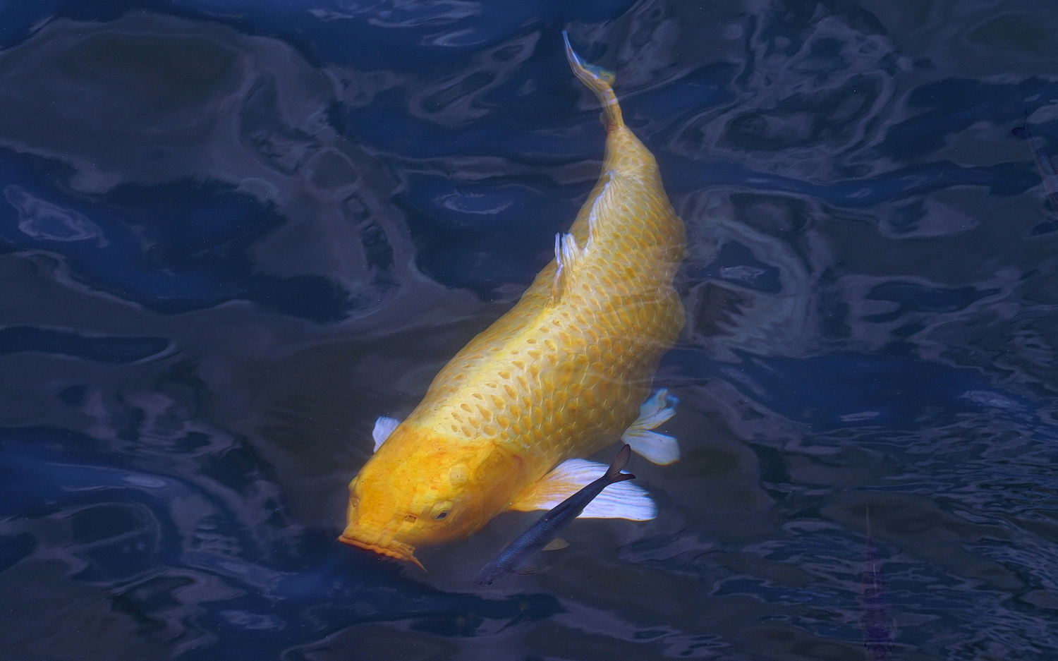 陳永鑑_錦鯉遊緃_20200715h.jpg
