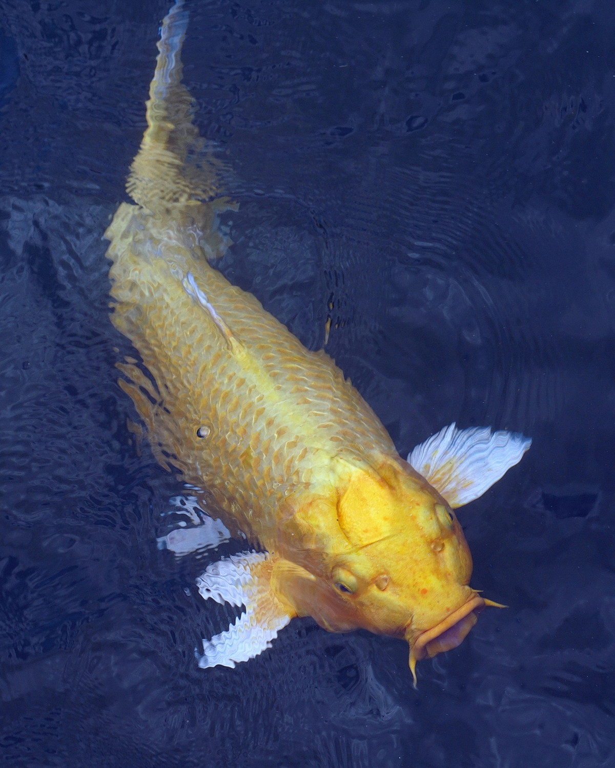 陳永鑑_錦鯉遊緃_20200715i.jpg