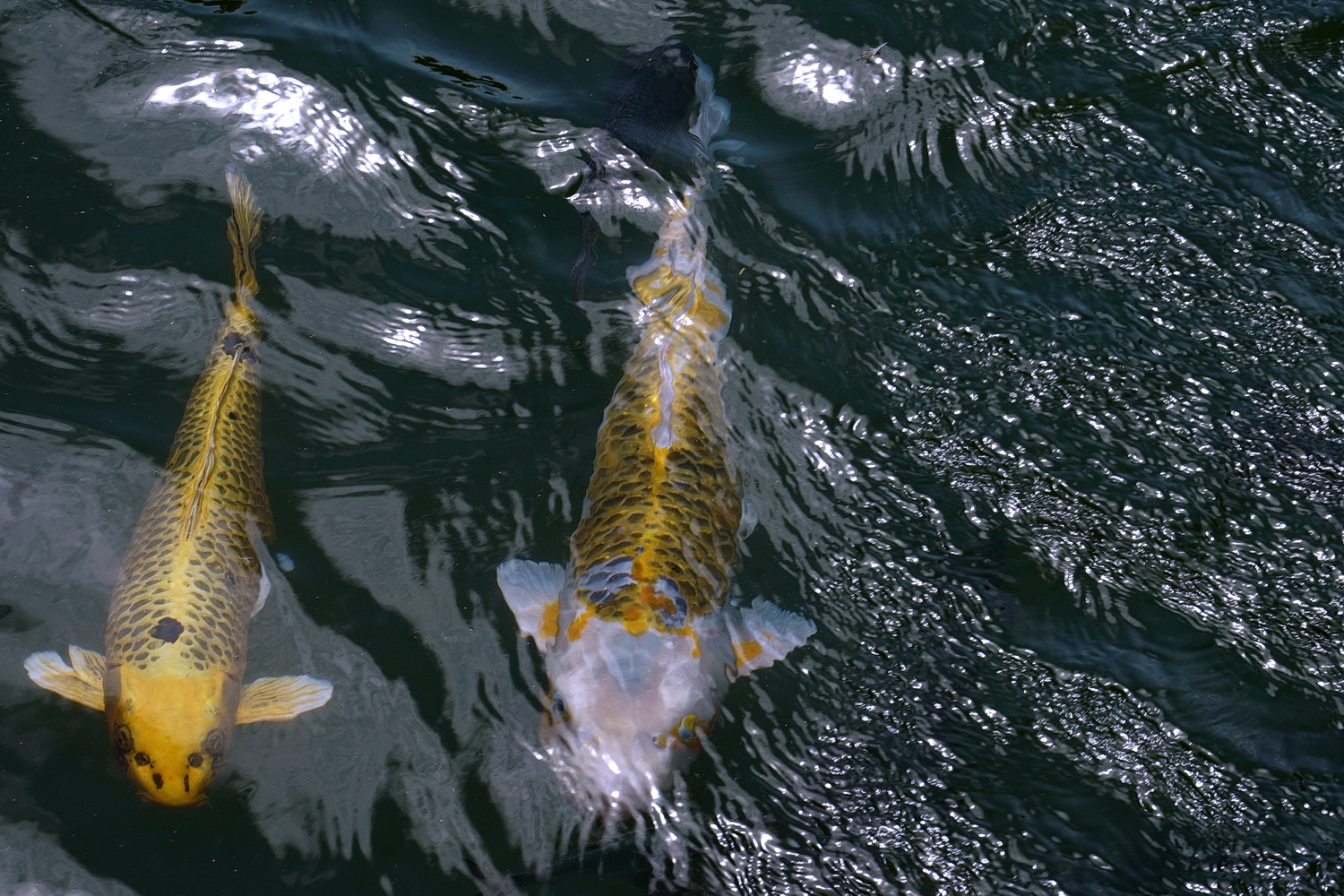 陳永鑑_錦鯉遊緃_20200715a.jpg
