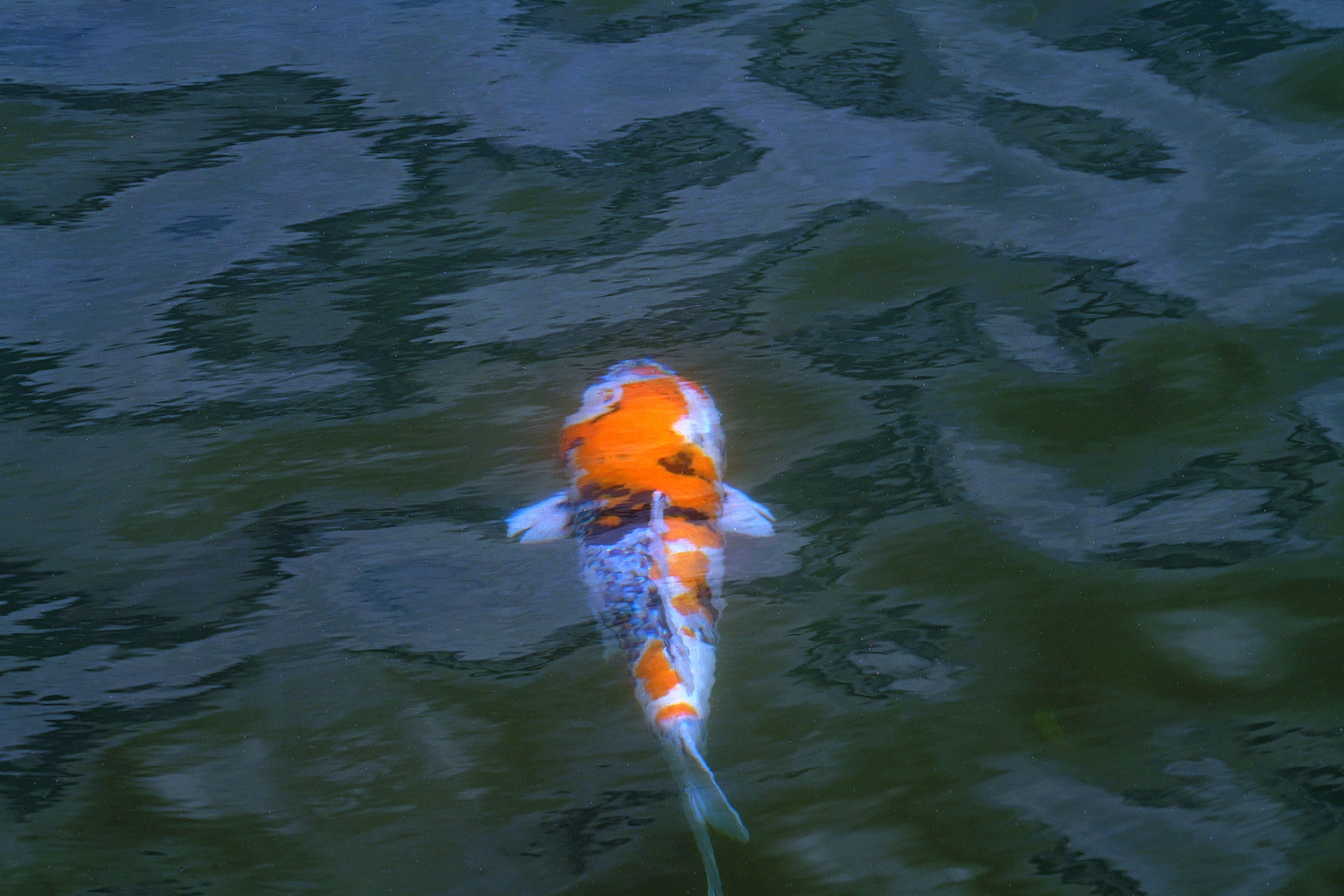 陳永鑑_錦鯉遊緃_20200720b.jpg