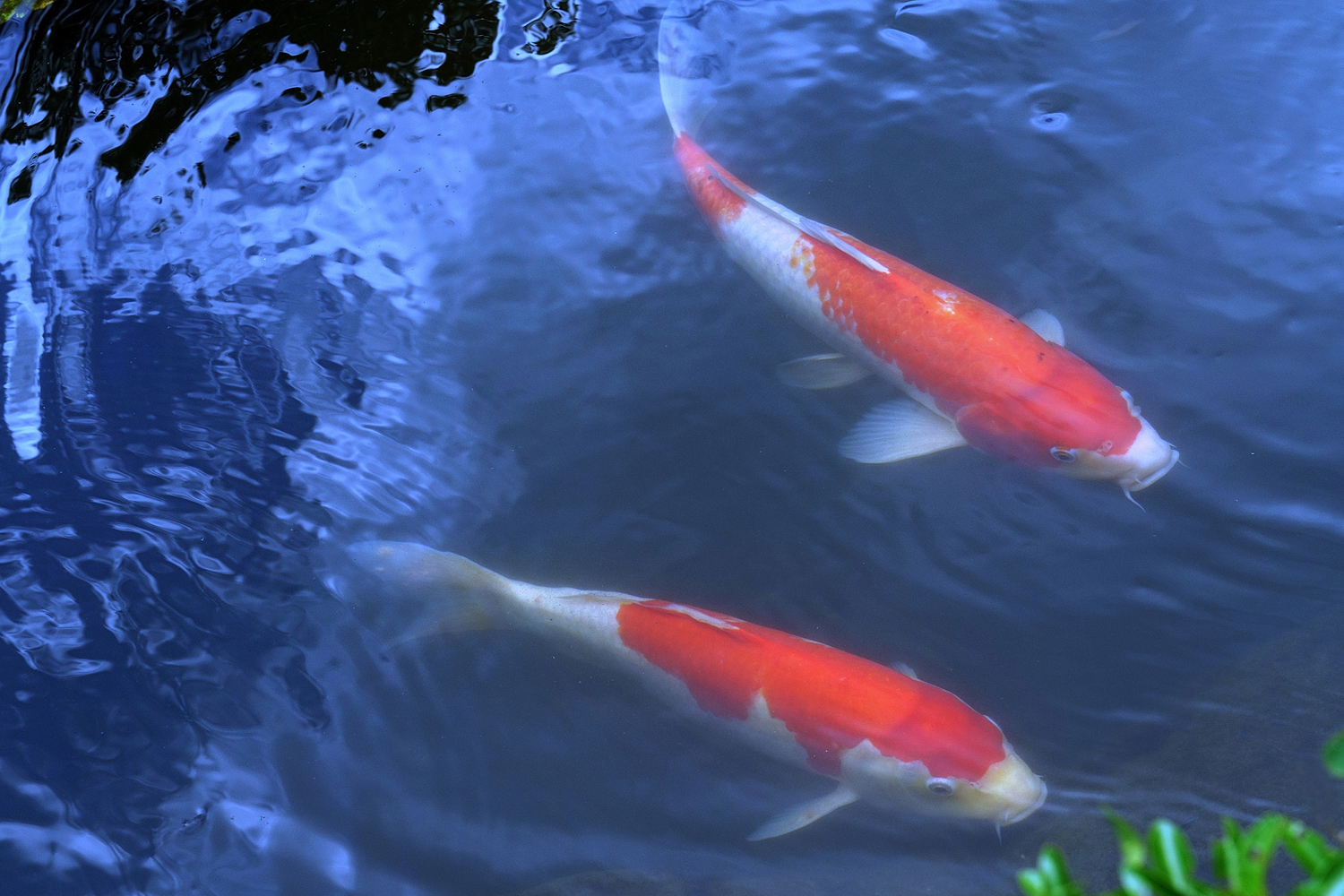 陳永鑑_錦鯉遊緃_20200721g.jpg
