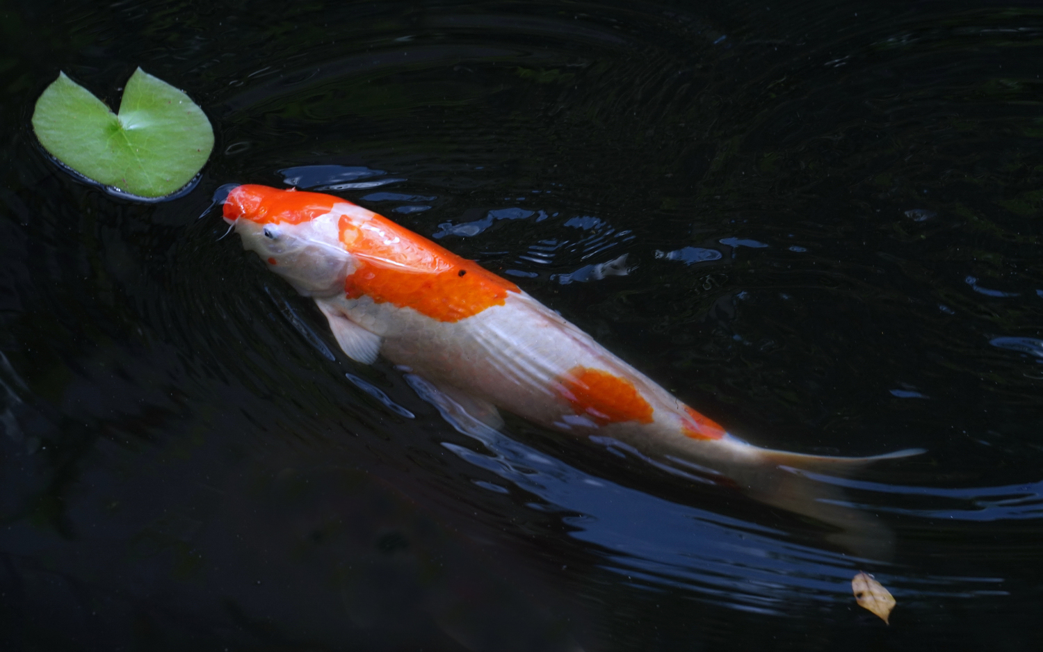 陳永鑑_錦鯉遊緃_20200721d.jpg