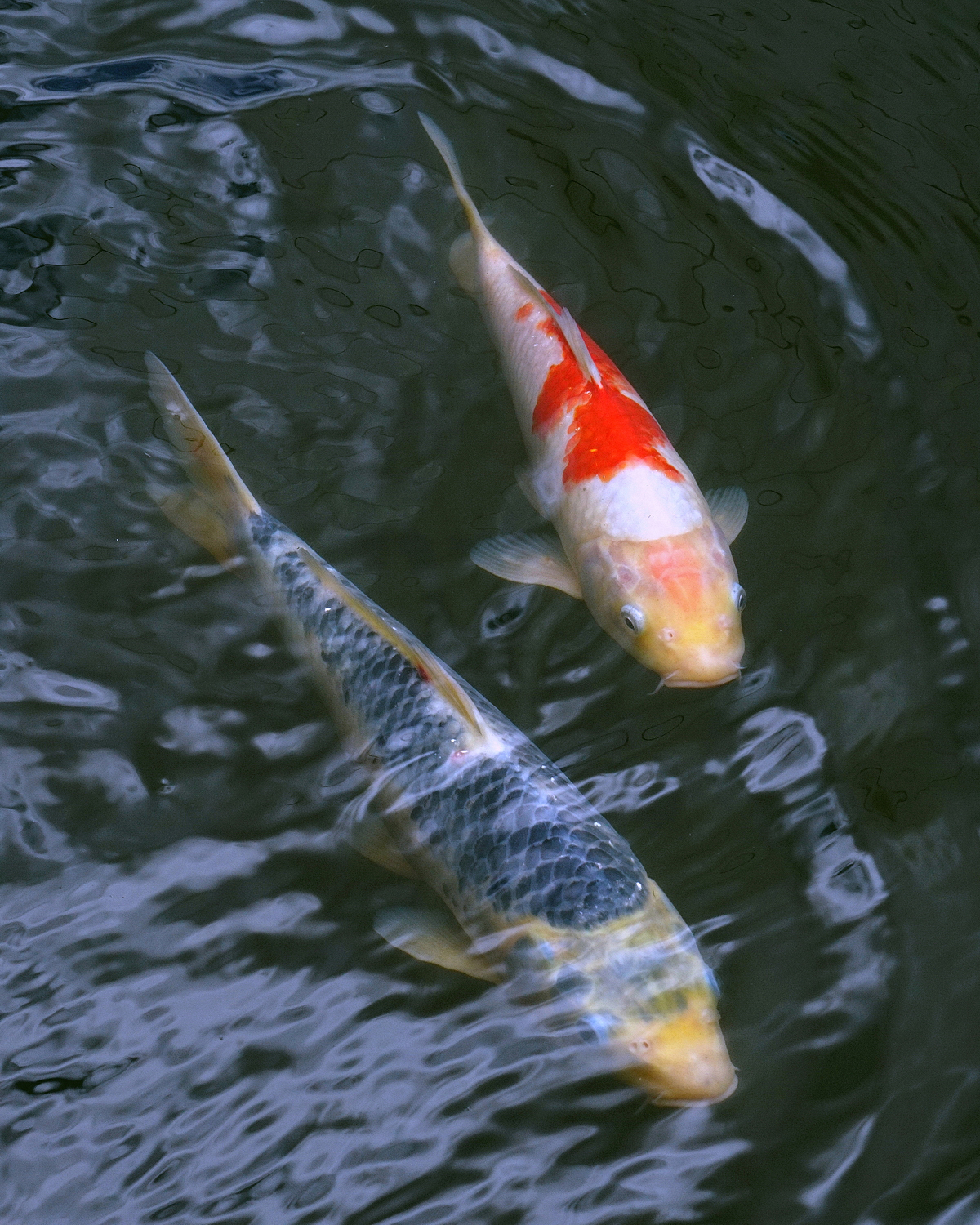 陳永鑑_錦鯉遊緃_20200721c.jpg