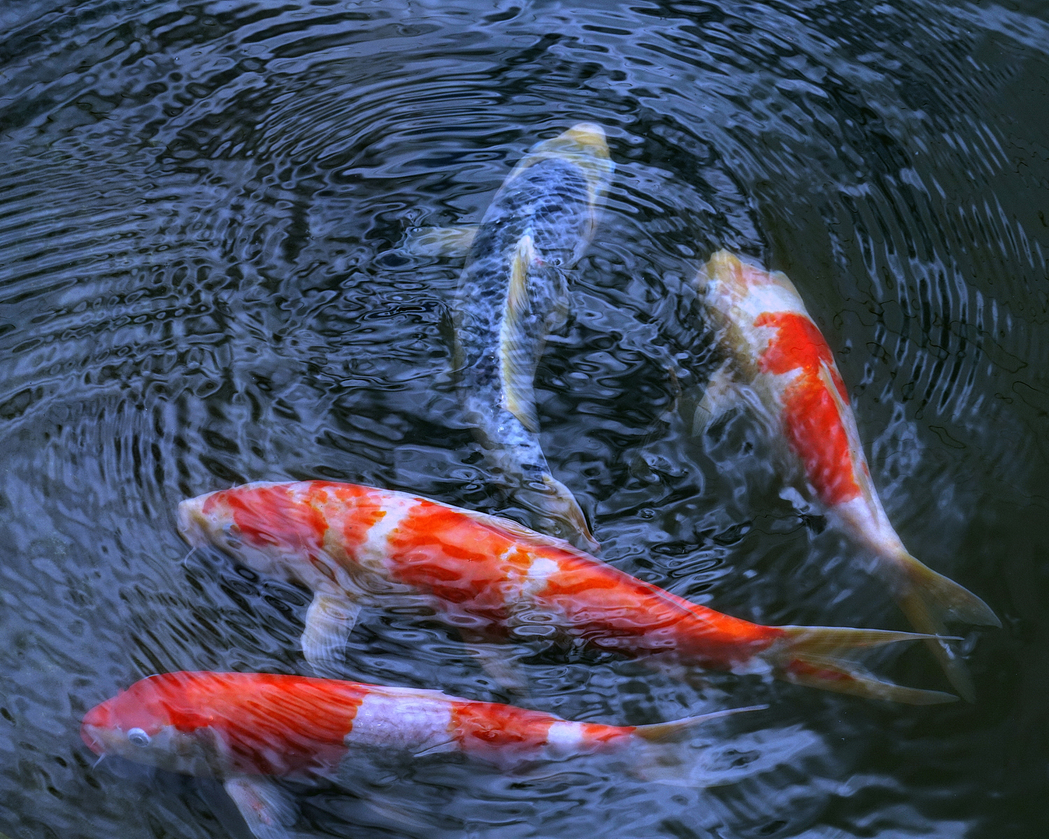 陳永鑑_錦鯉遊緃_20200721b.jpg