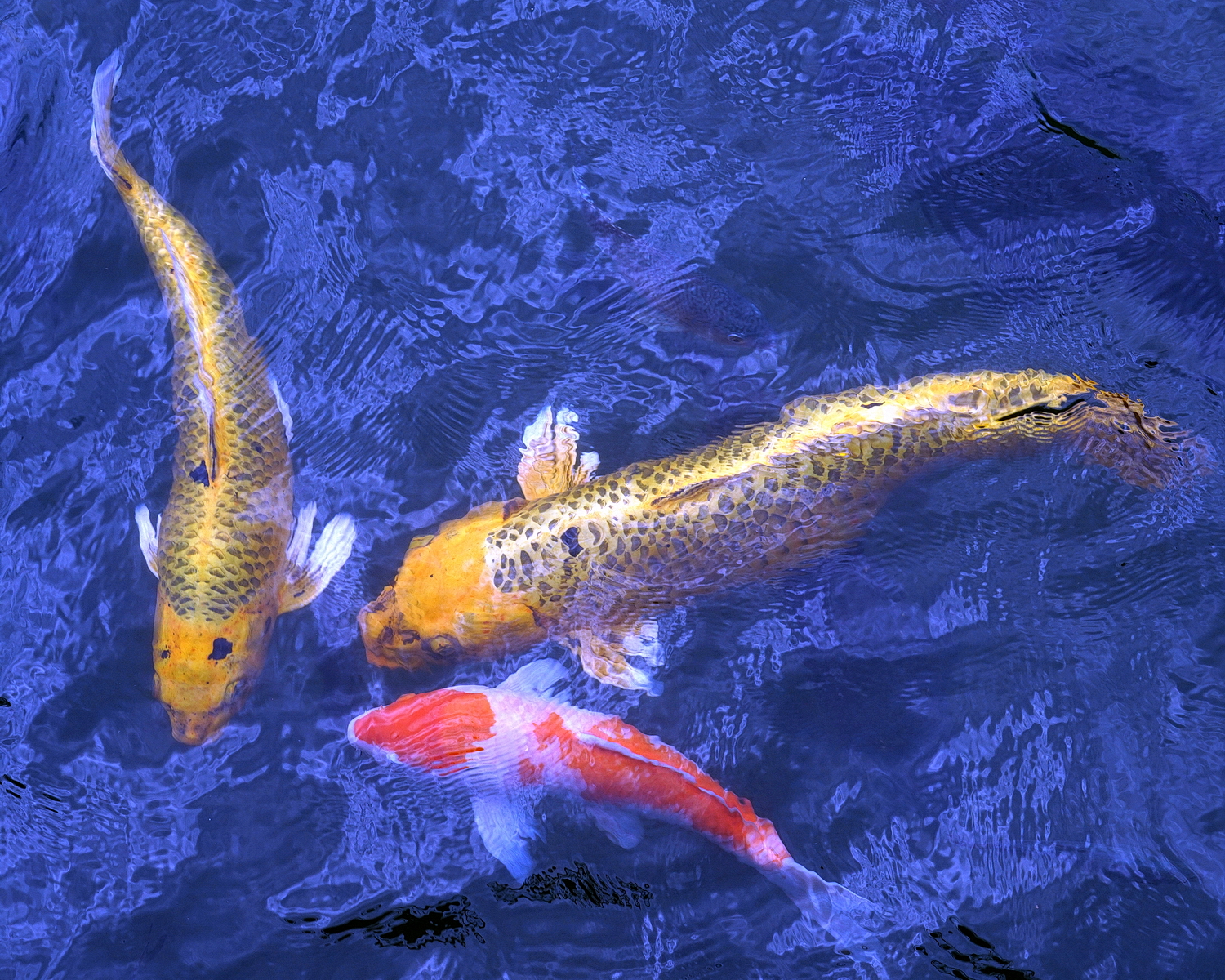 陳永鑑_錦鯉遊緃_20200722k.jpg