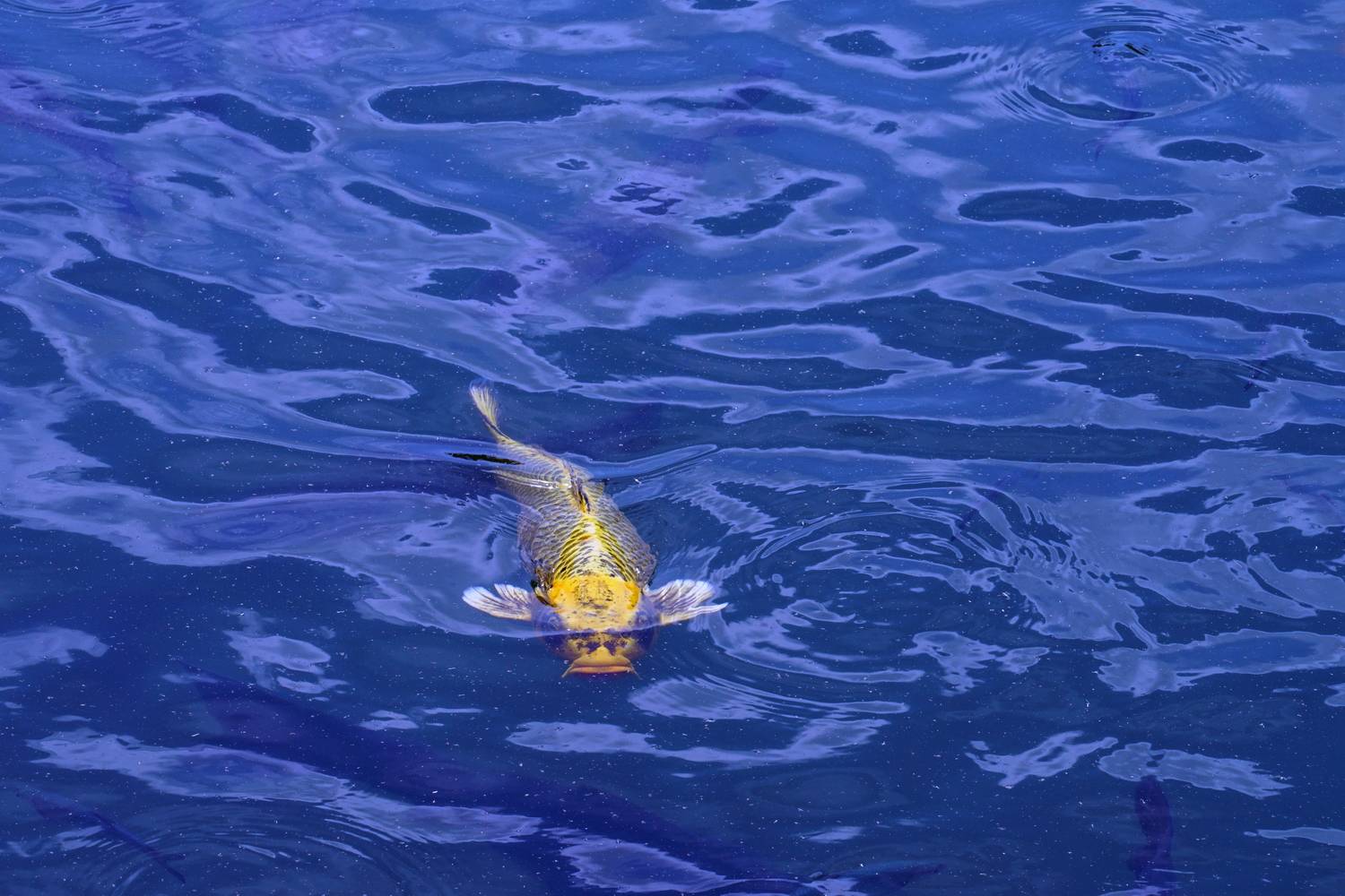 陳永鑑_錦鯉遊緃_20200722l.jpg