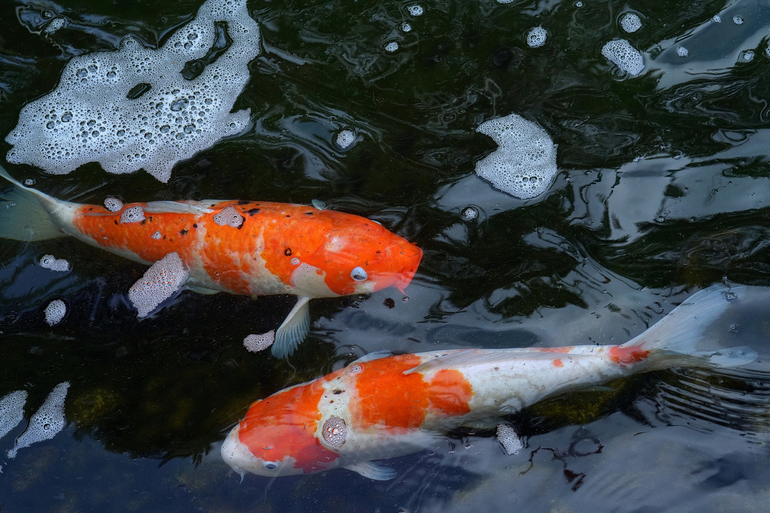 陳永鑑_錦鯉遊緃_20200723k.jpg