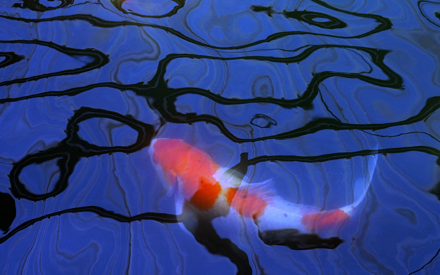 陳永鑑_錦鯉遊緃_20200723d.jpg