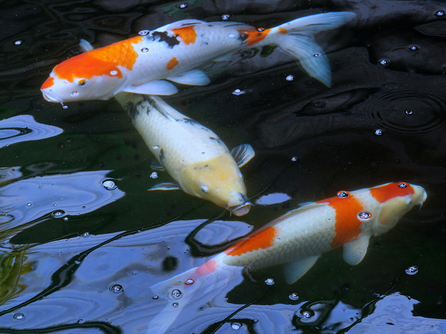 陳永鑑_錦鯉遊緃_20200723c.jpg