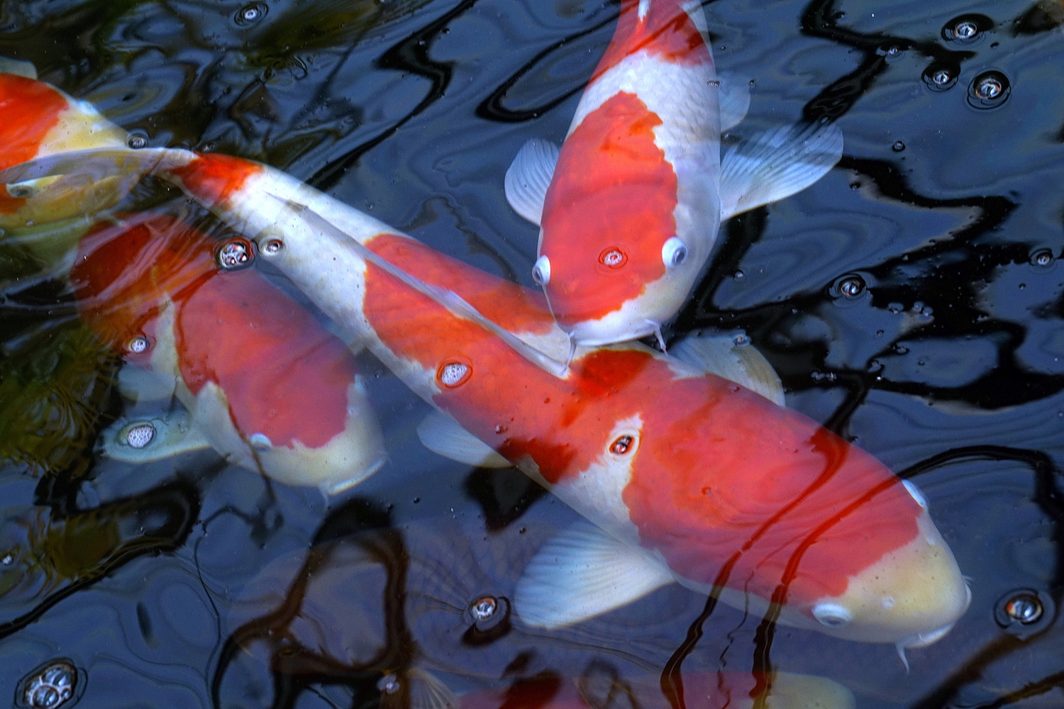 陳永鑑_錦鯉遊緃_20200723b.jpg