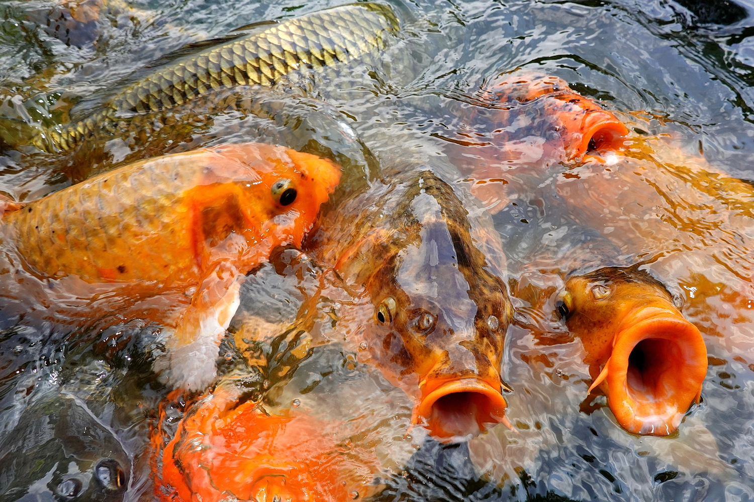 陳永鑑_錦鯉遊緃_20200726g.jpg