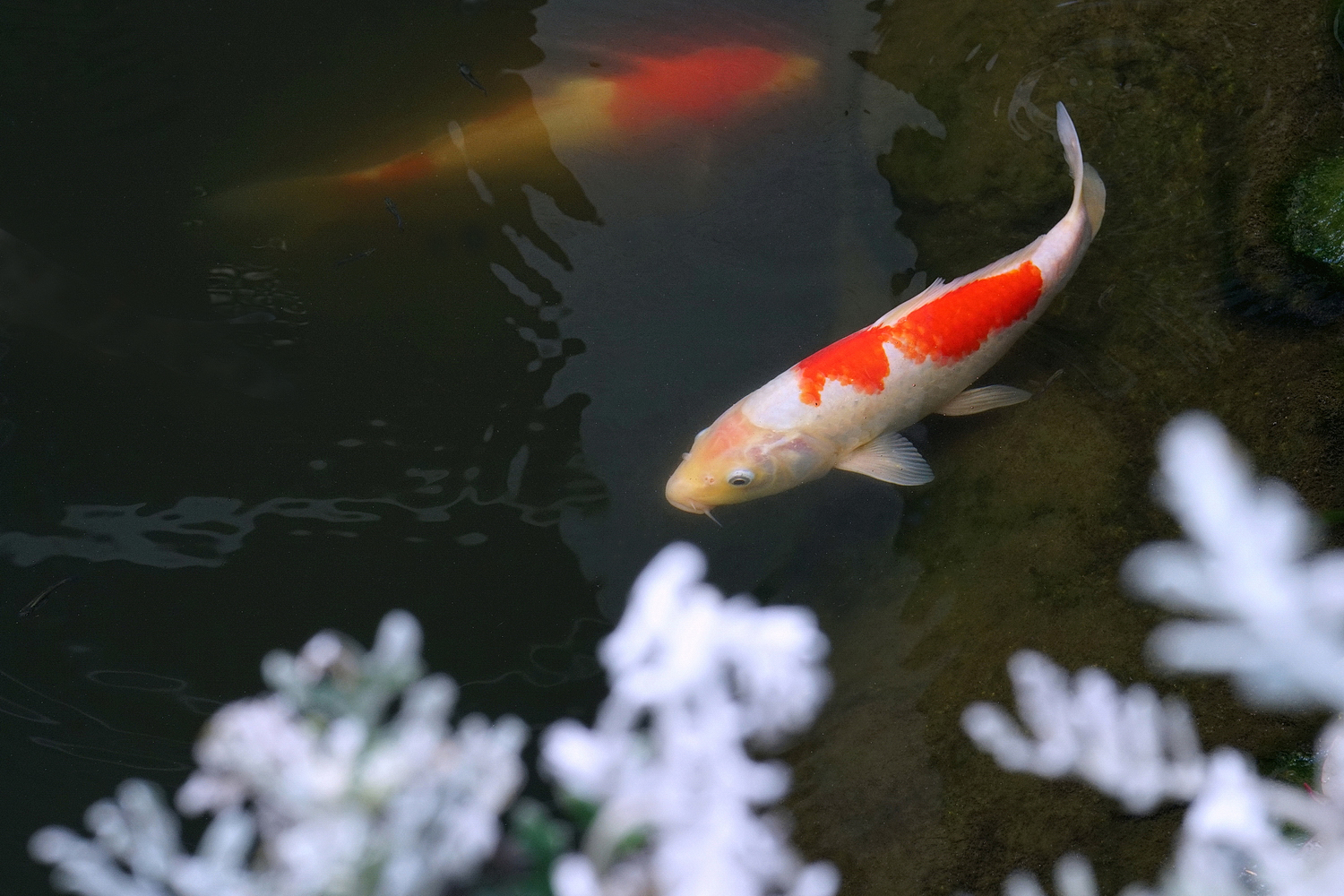 陳永鑑_錦鯉遊緃_20200727l.jpg