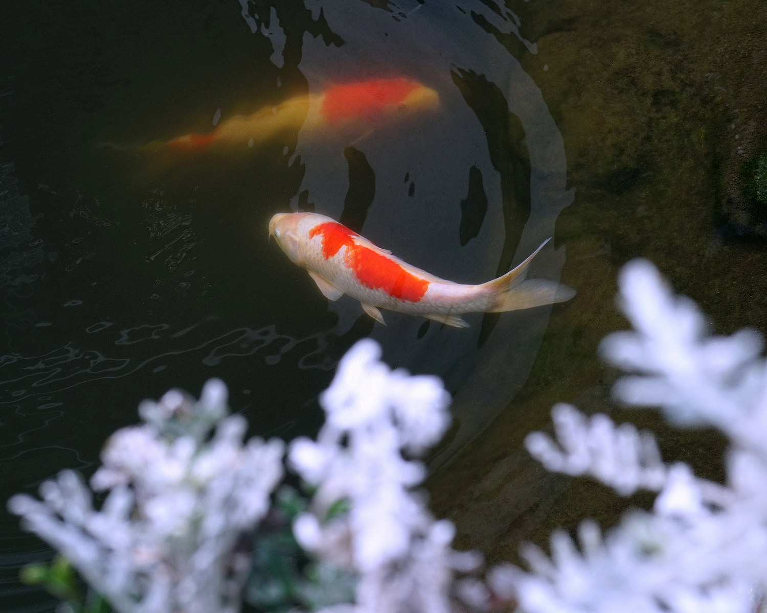 陳永鑑_錦鯉遊緃_20200727k.jpg