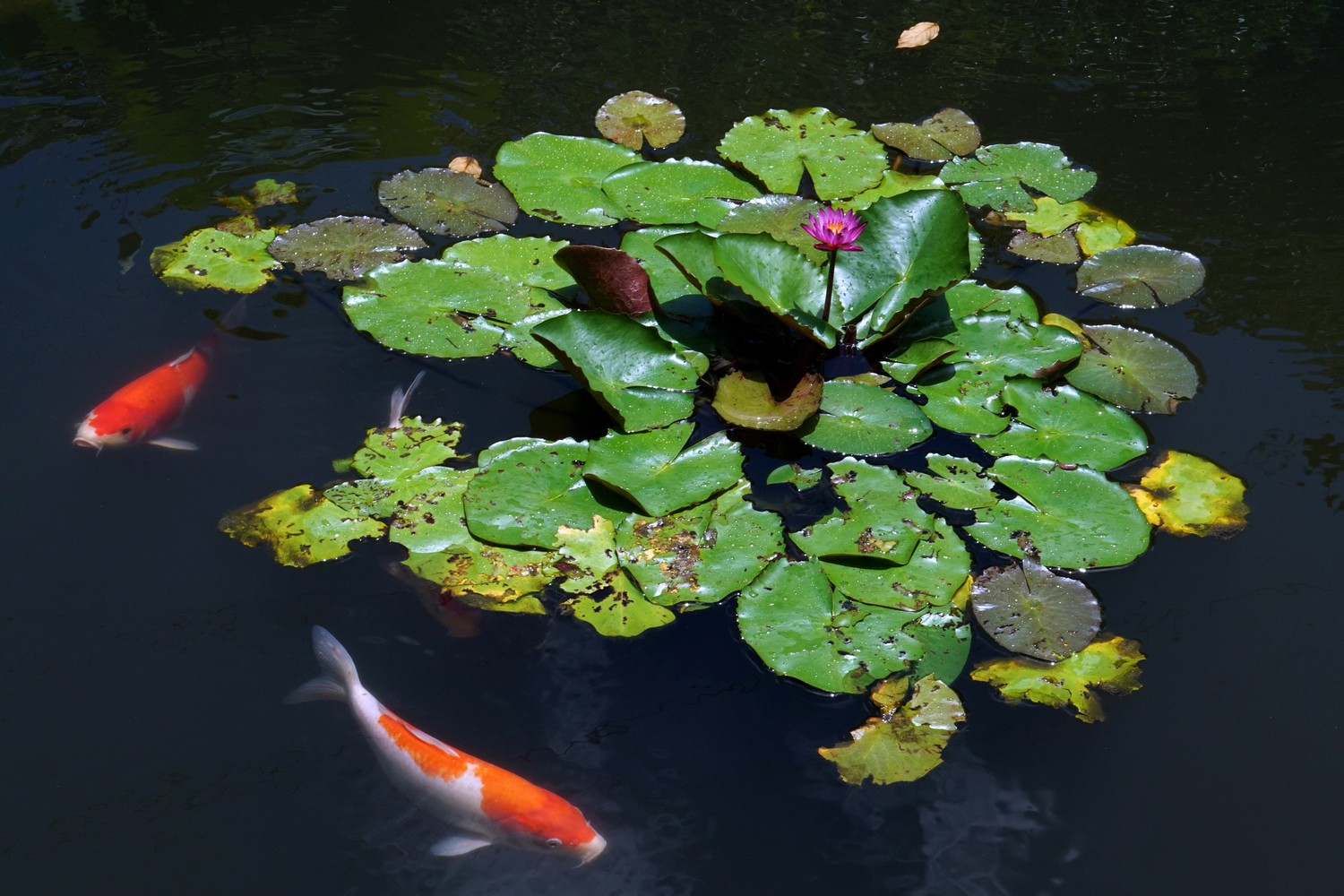 陳永鑑_錦鯉遊緃_20200727i.jpg