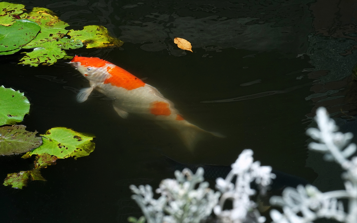 陳永鑑_錦鯉遊緃_20200727e.jpg