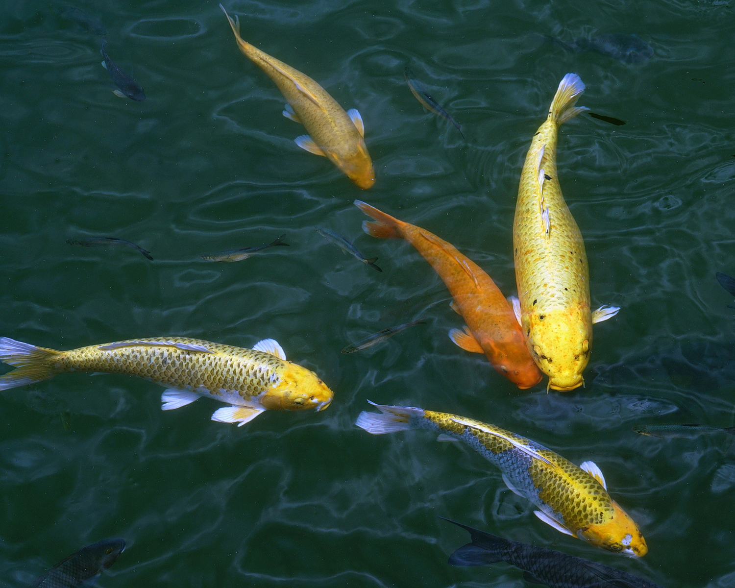 陳永鑑_錦鯉遊緃_20200729a.jpg