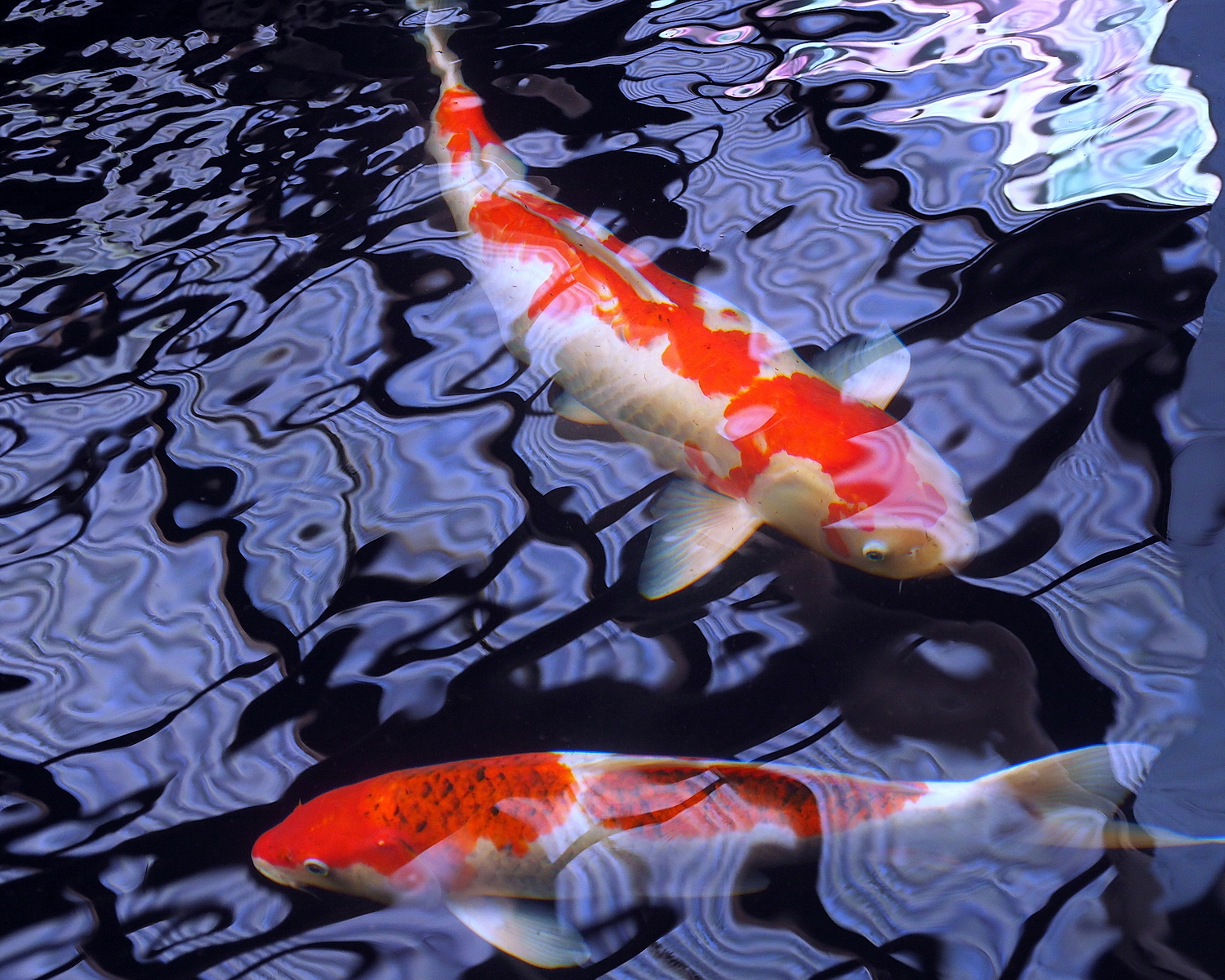 陳永鑑_錦鯉遊緃_20200729r.jpg