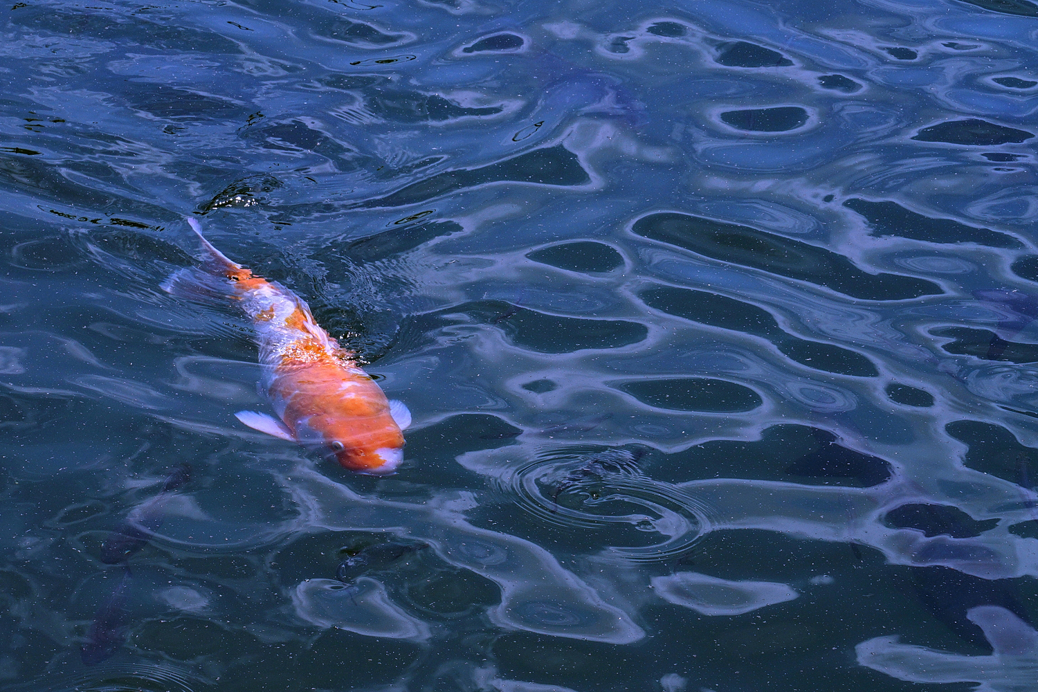 陳永鑑_錦鯉遊踨_20200802g.jpg