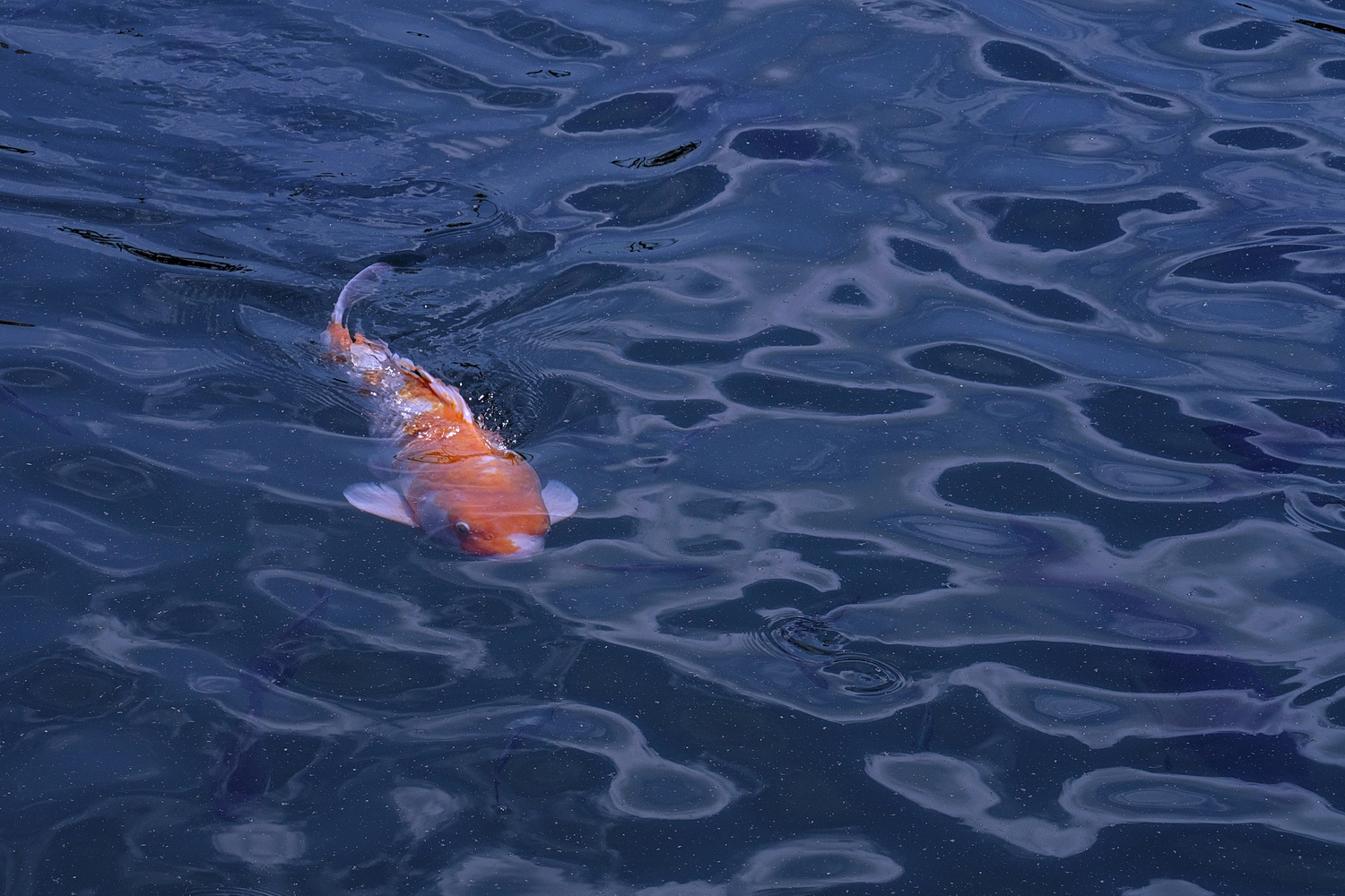 陳永鑑_錦鯉遊踨_20200802f.jpg