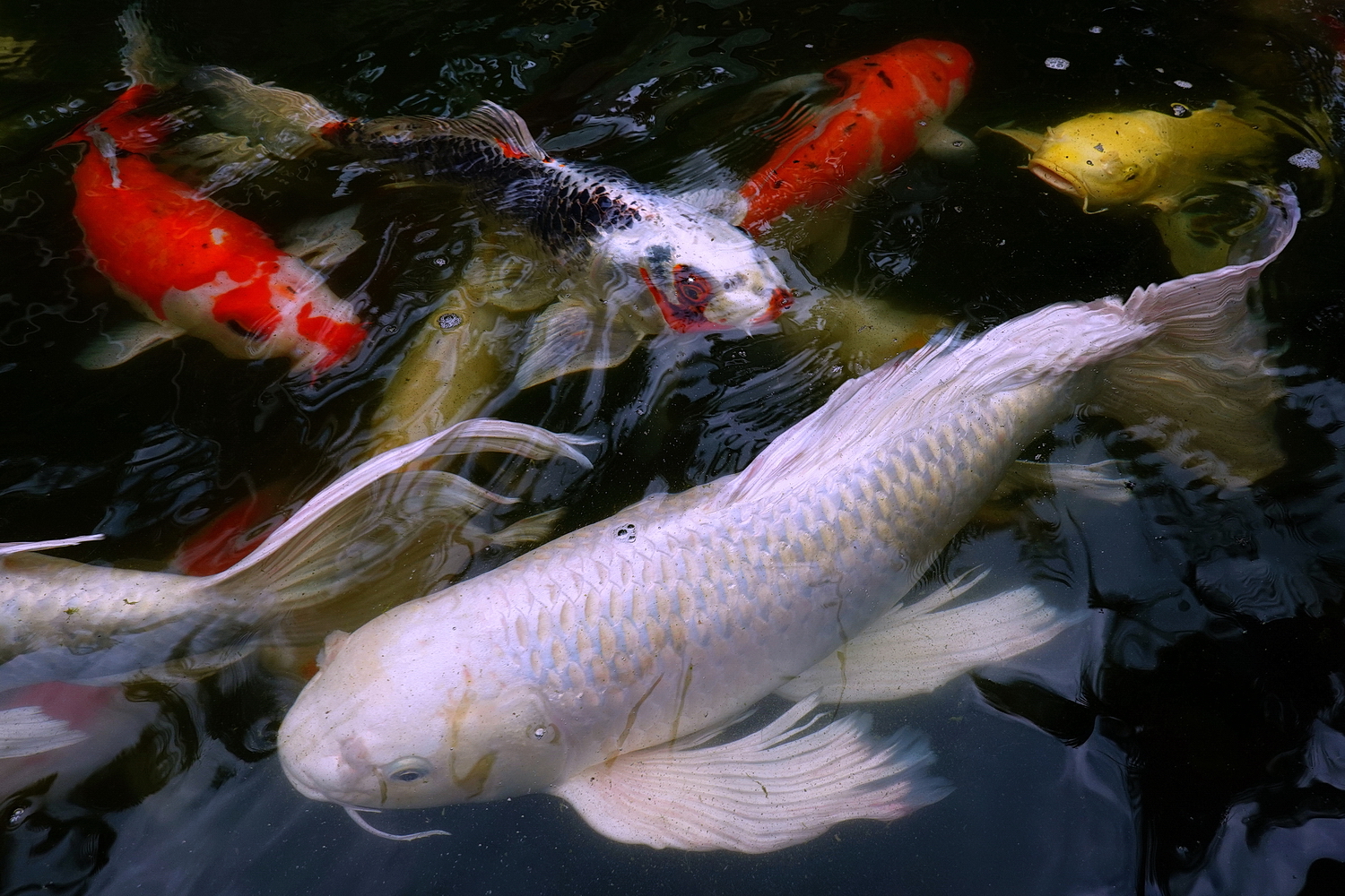 陳永鑑_錦鯉遊緃_20200803d.jpg