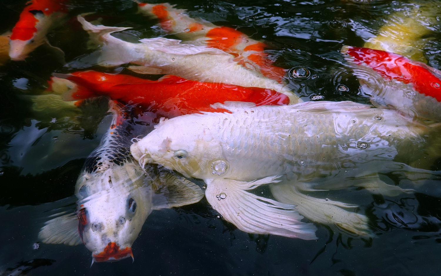 陳永鑑_錦鯉遊緃_20200803c.jpg