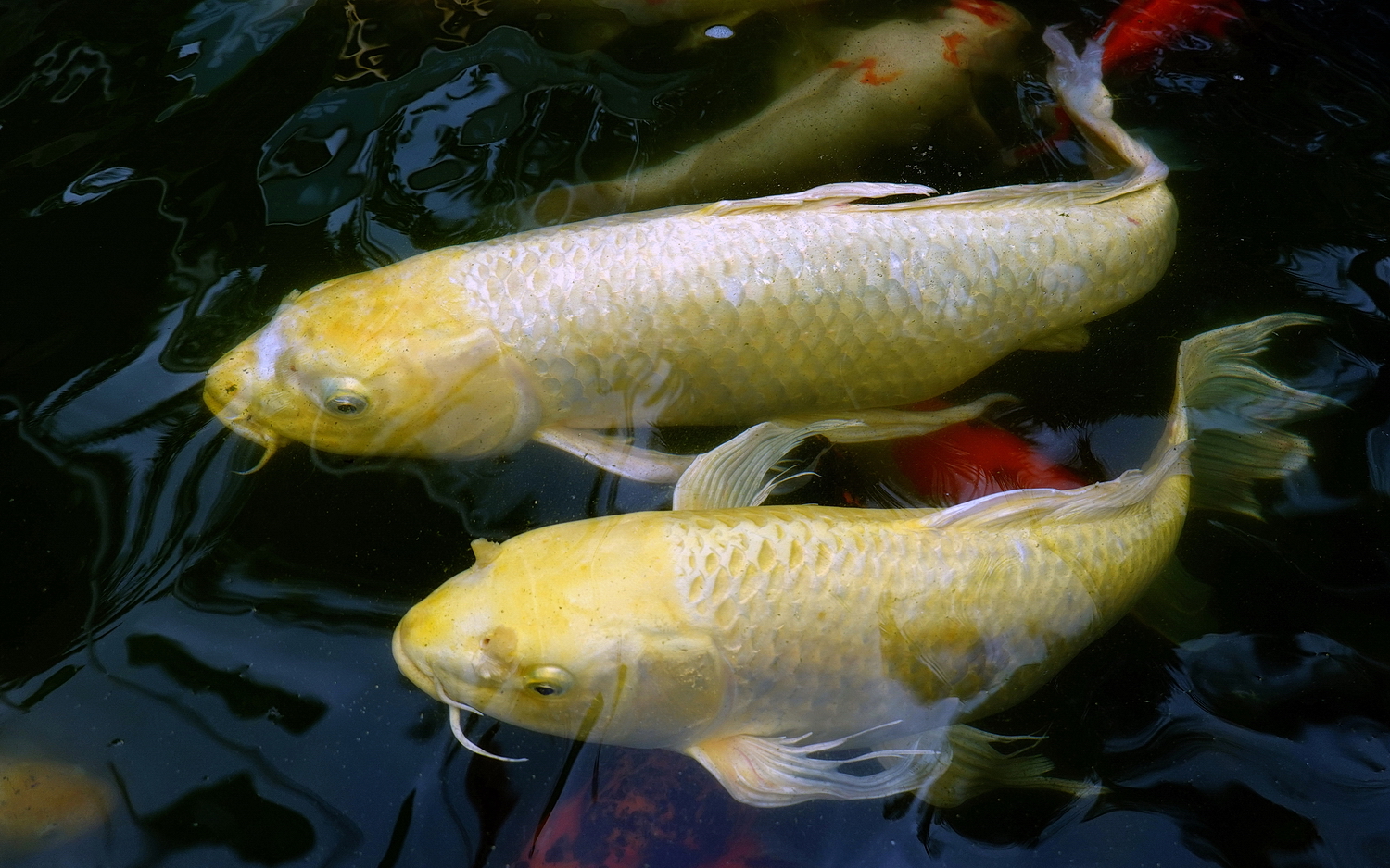 陳永鑑_錦鯉遊緃_20200803b.jpg