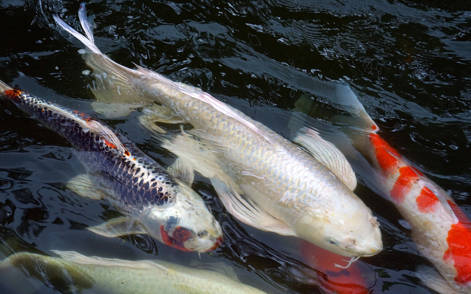 陳永鑑_錦鯉遊緃_20200803l.jpg