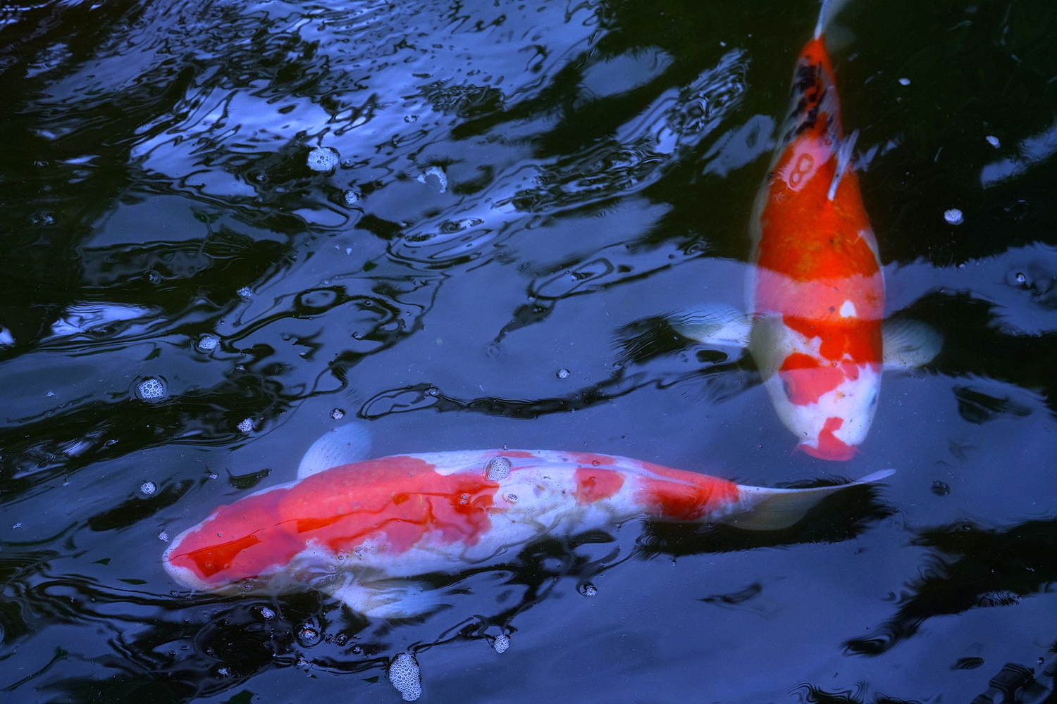 陳永鑑_錦鯉遊緃_20200803k.jpg
