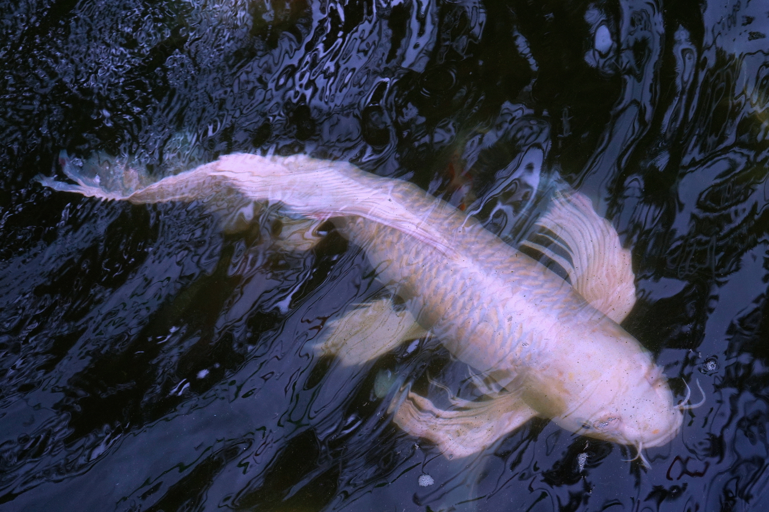 陳永鑑_錦鯉遊緃_20200803i.jpg