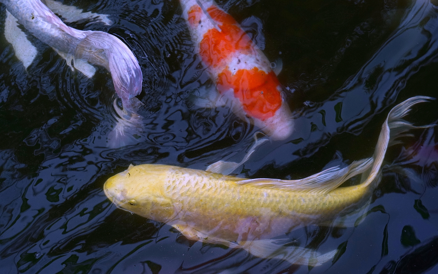 陳永鑑_錦鯉遊緃_20200803t.jpg