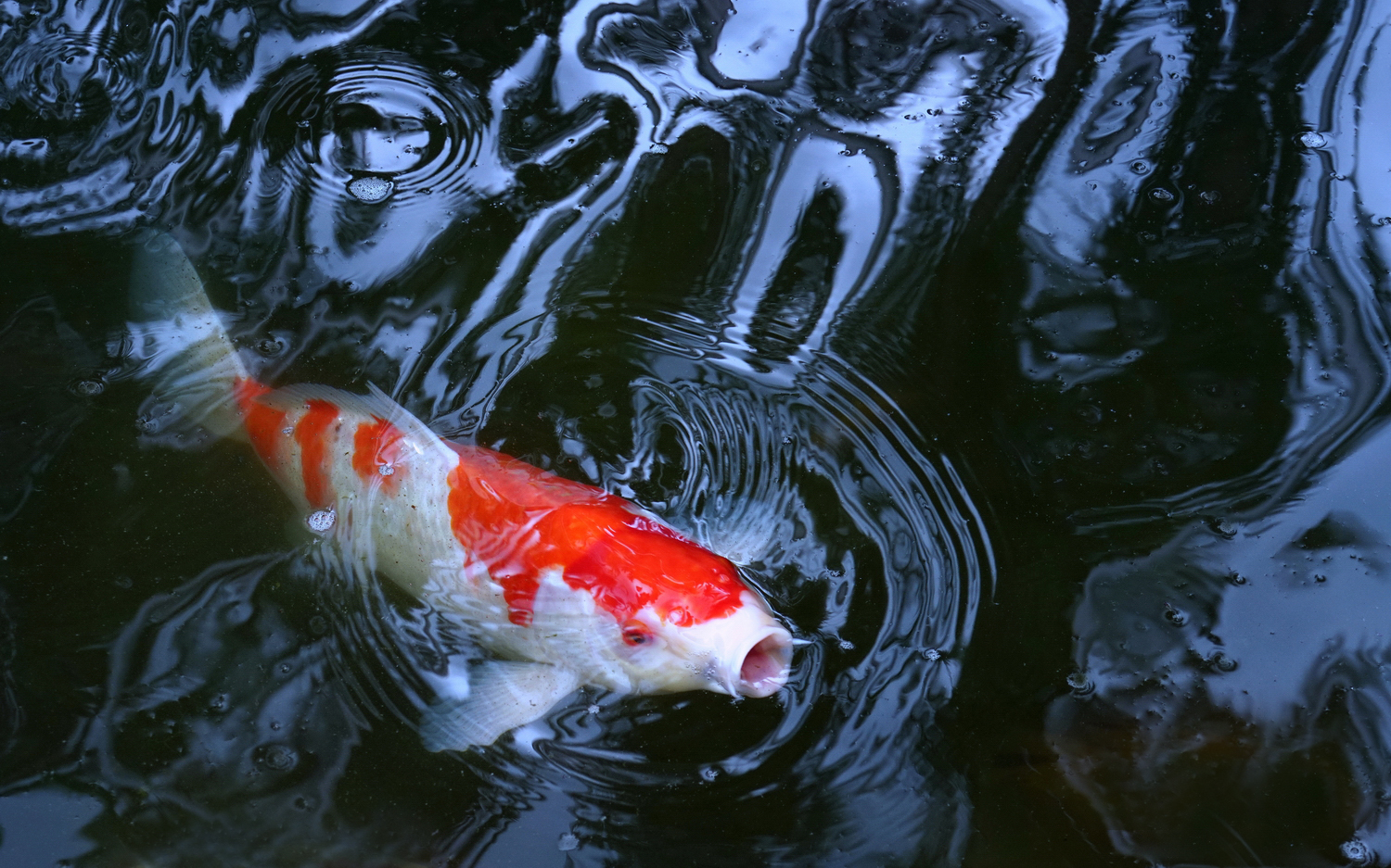 陳永鑑_錦鯉遊緃_20200803r.jpg