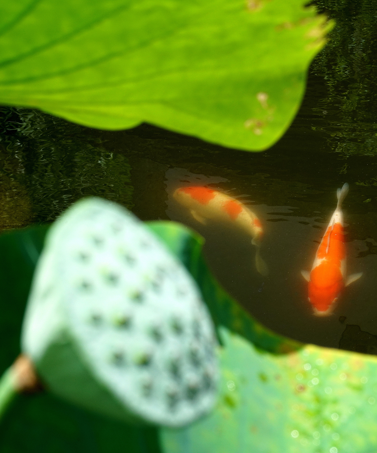 陳永鑑_錦鯉遊緃_20200804b.jpg