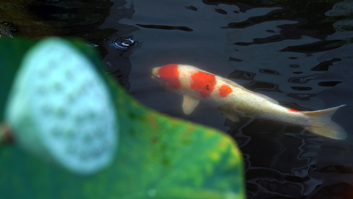 陳永鑑_錦鯉遊緃_20200804c.jpg