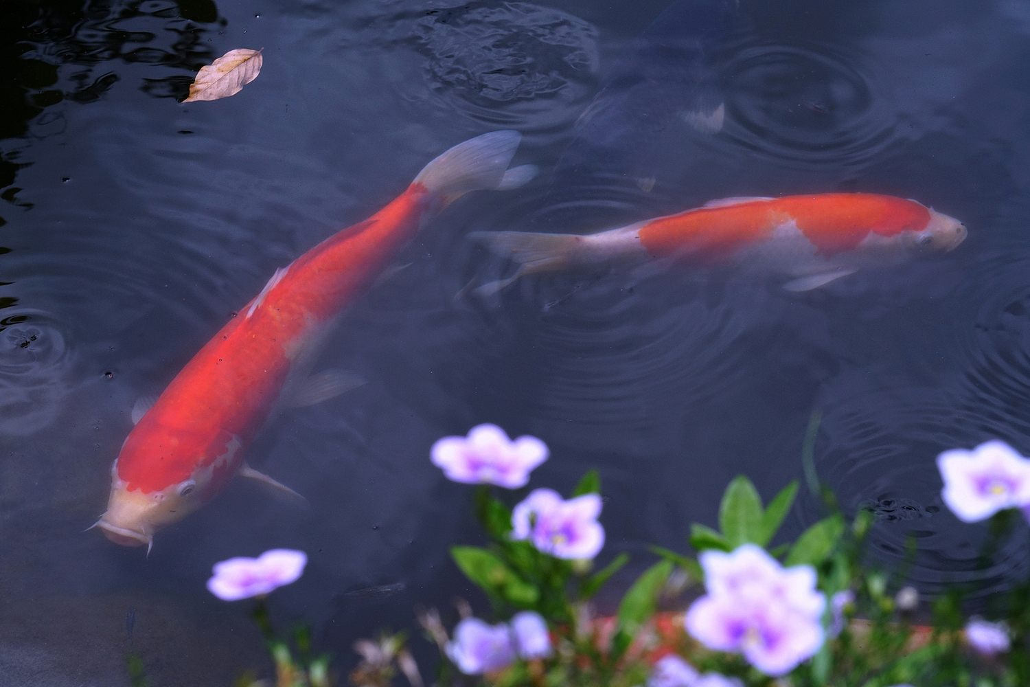 陳永鑑_錦鯉遊緃_20200804a.jpg