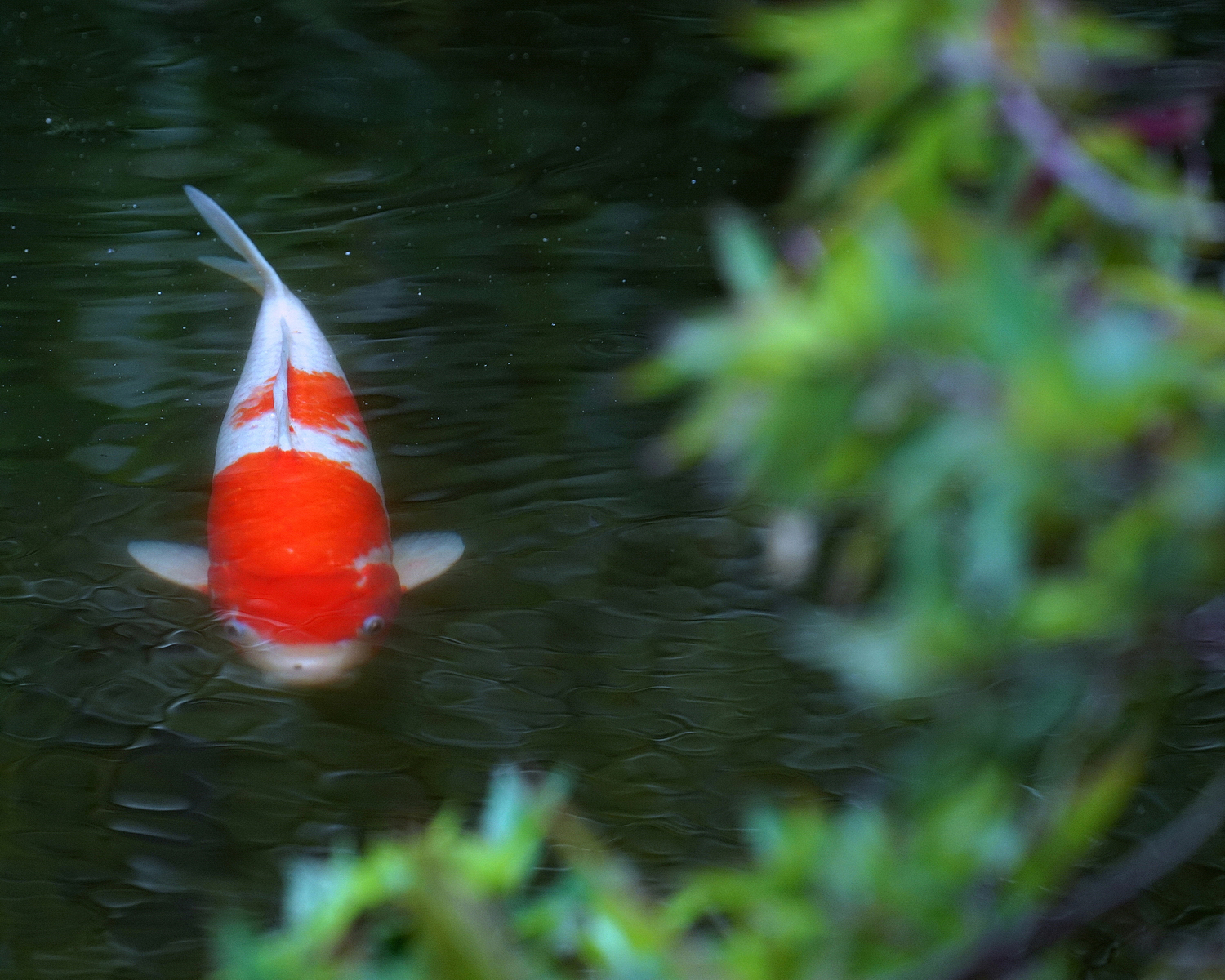 陳永鑑_錦鯉遊緃_20200805e.jpg