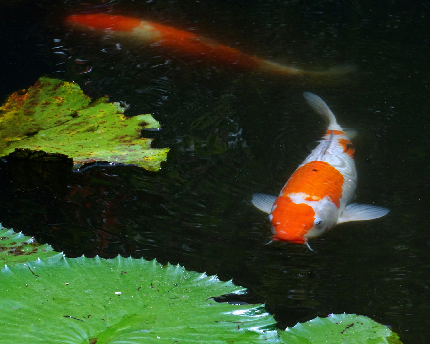 陳永鑑_錦鯉遊緃_20200805c.jpg